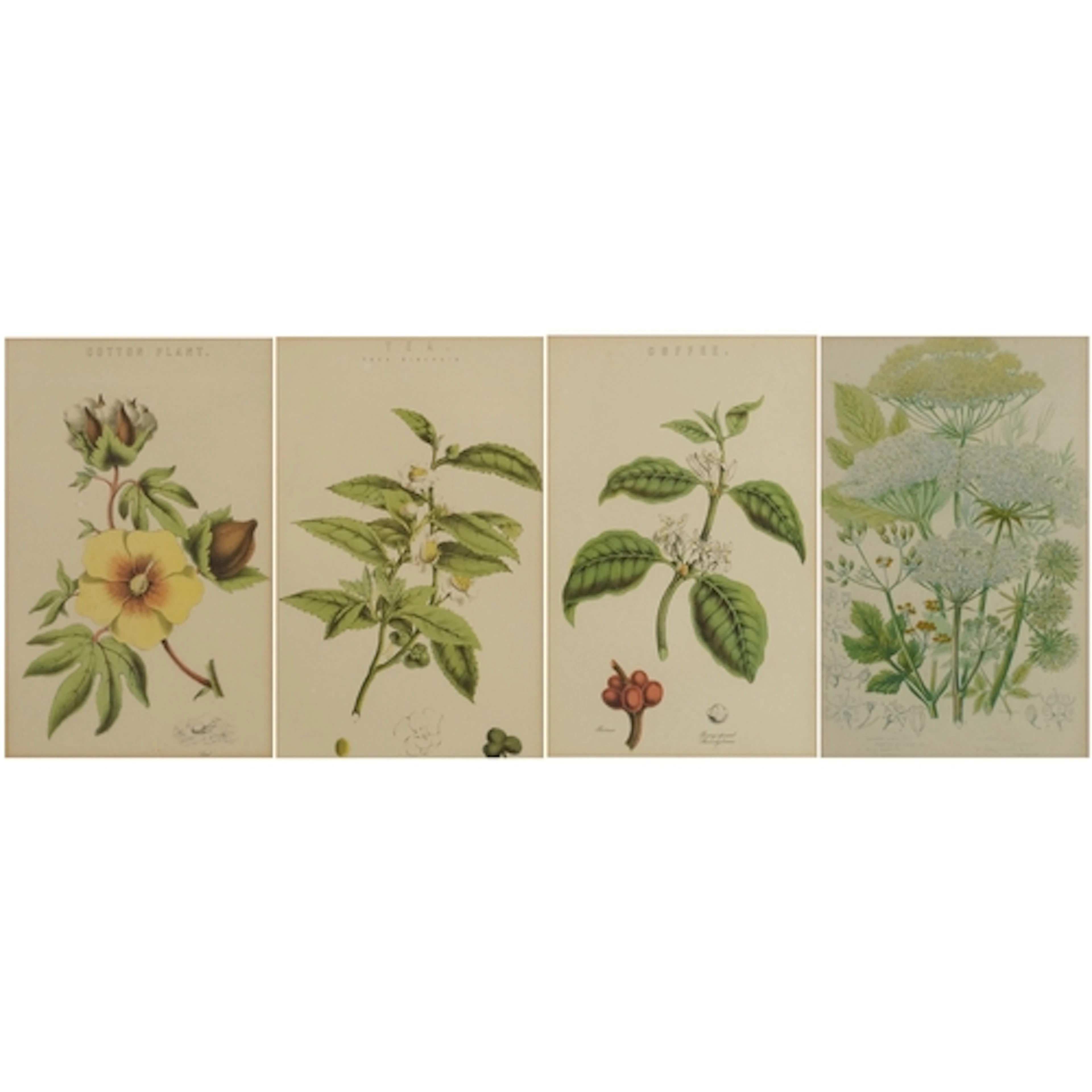 Four vintage botanical prints including cotton plant, wild A...