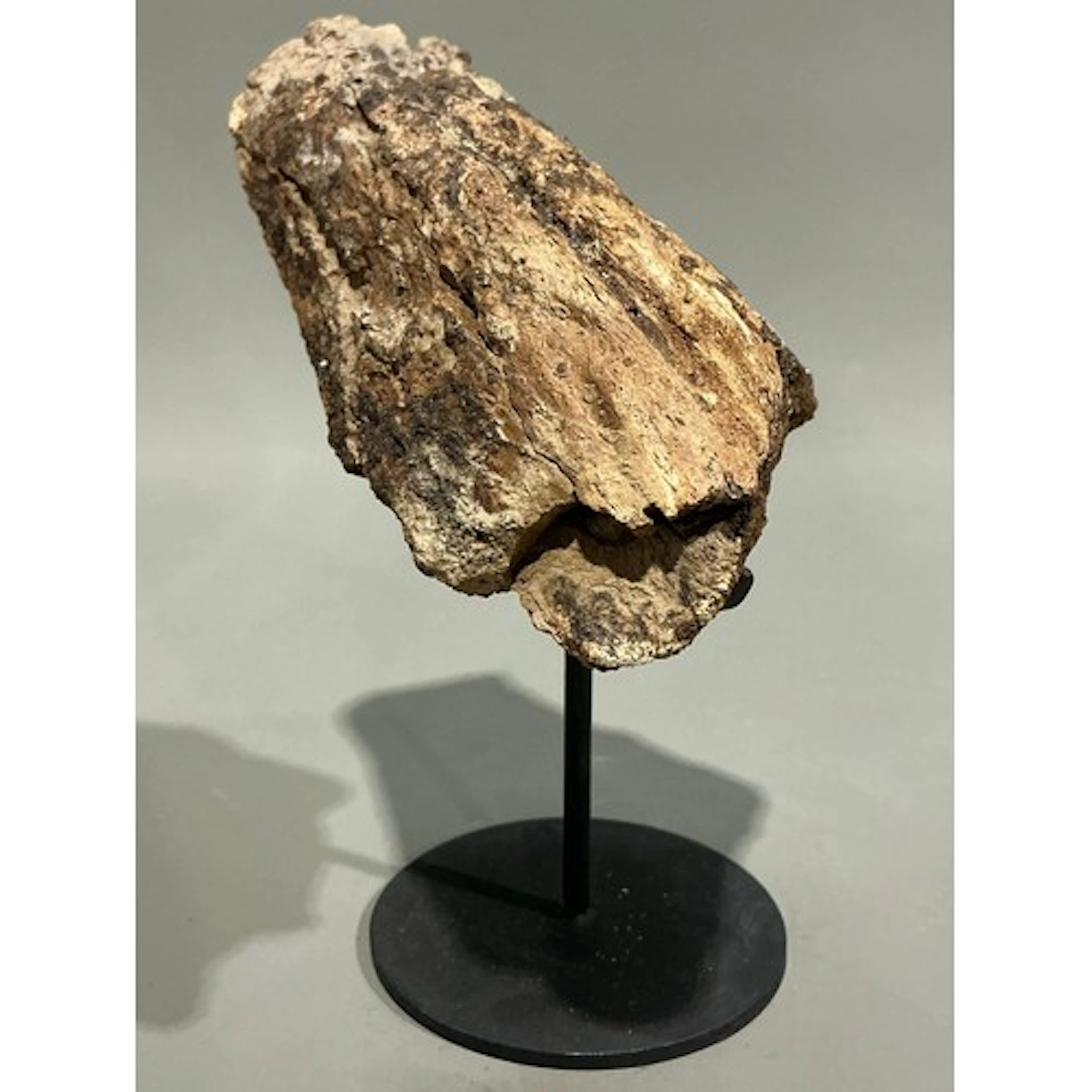 Triceratops (Triceratops Horridus) premaxilla section on sta...