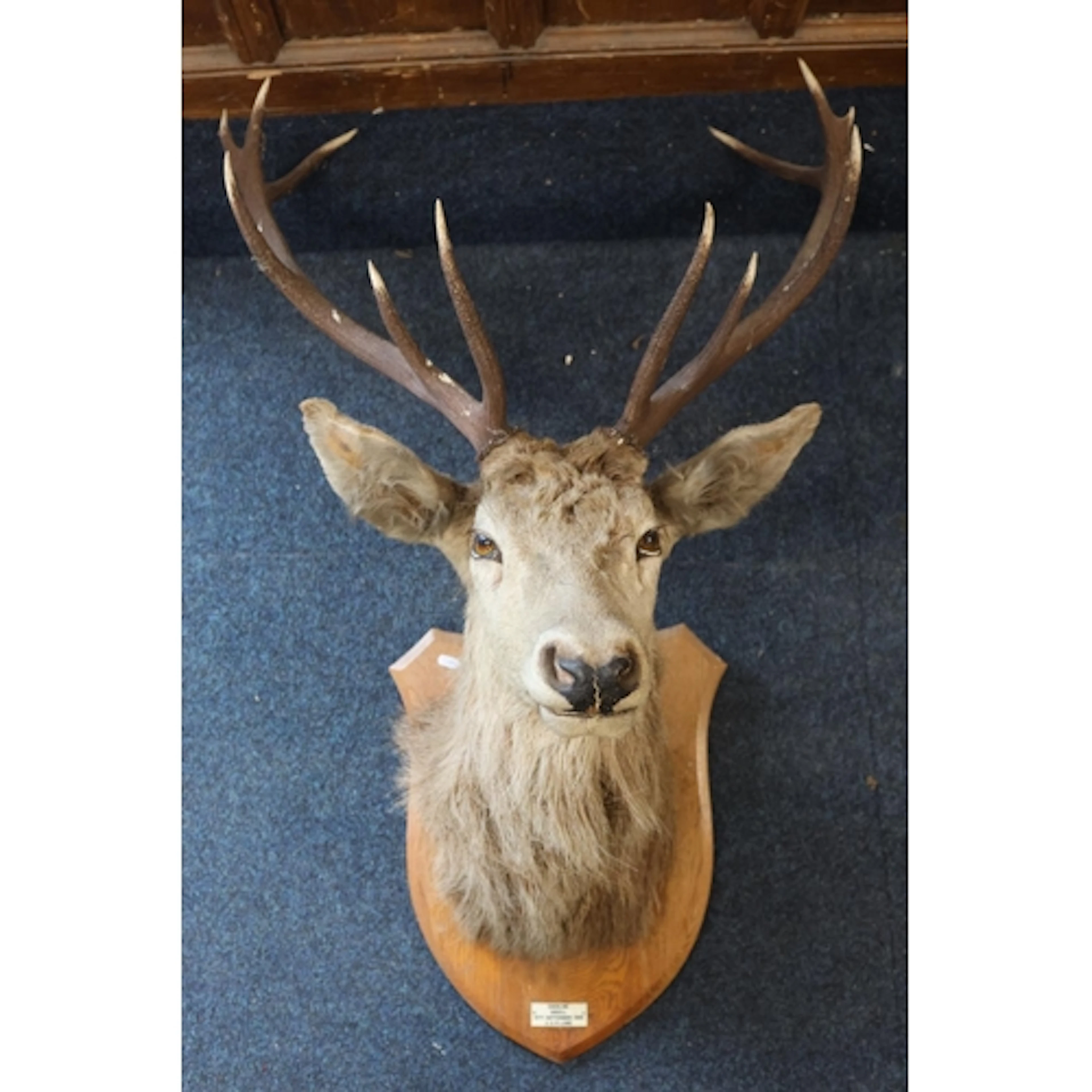 Taxidermy bust and antlers of a twelve-point Royal Stag Scot...