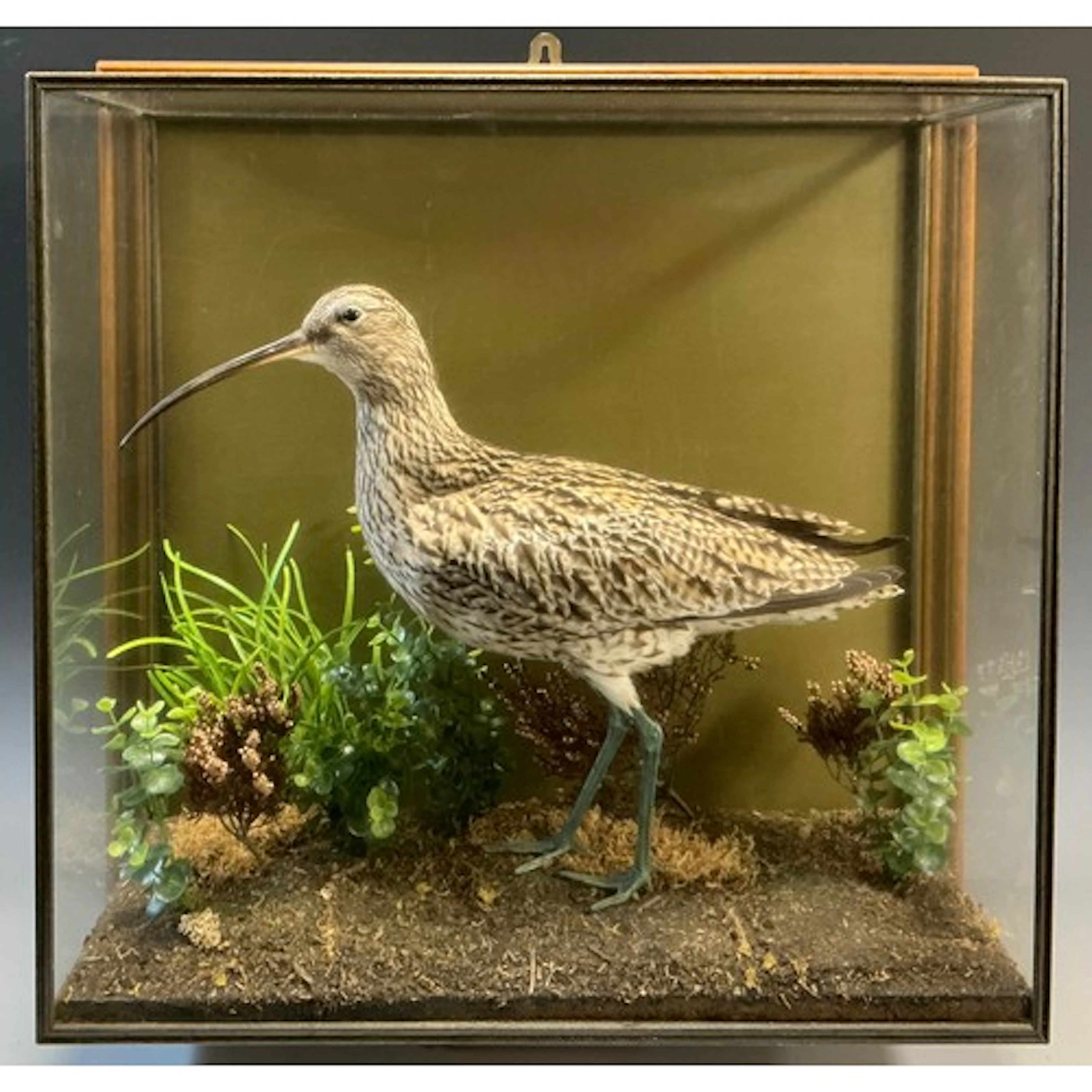 Taxidermy - a cased European Curlew (Numenius arquata), natu...