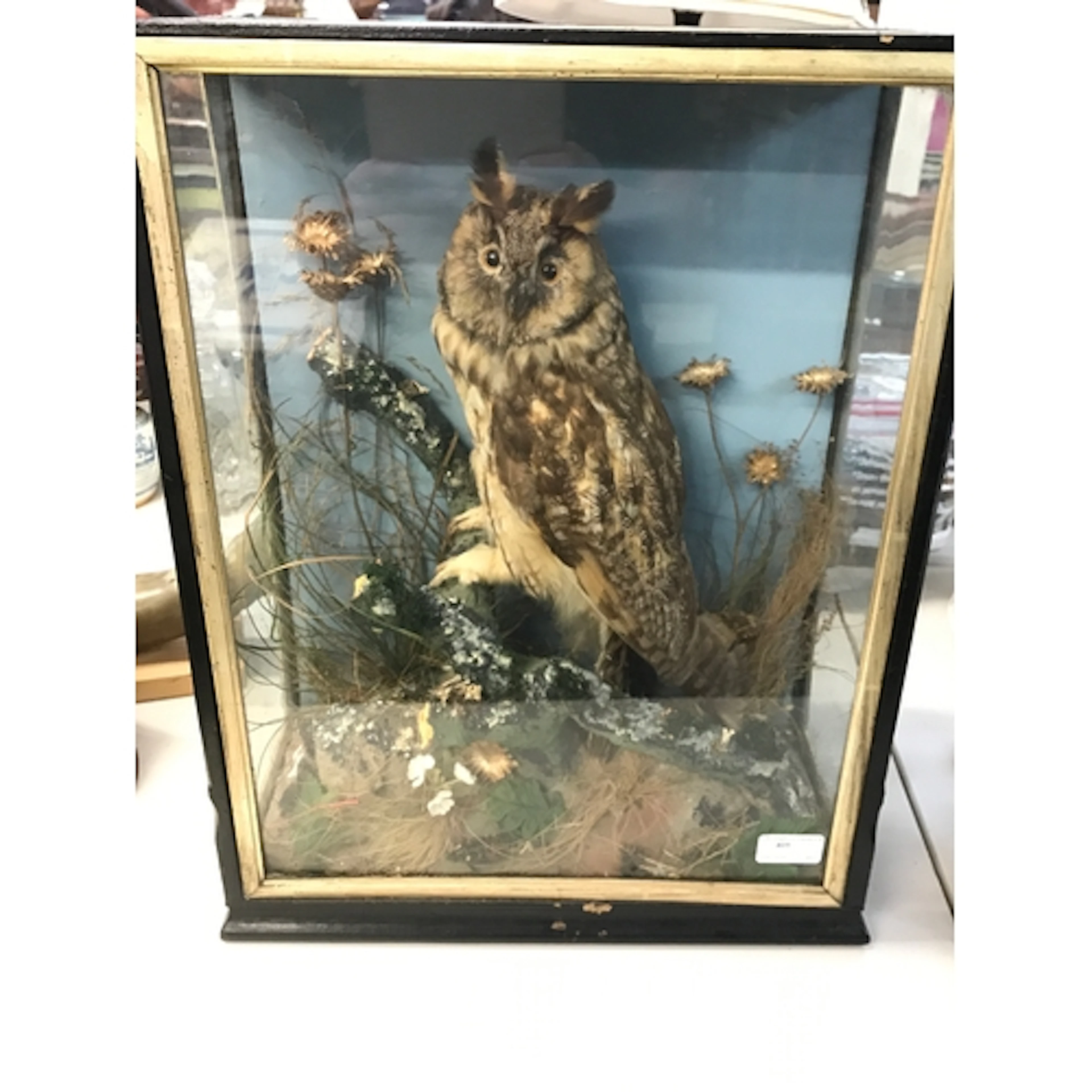 A taxidermy long eared owl 38cm wide 18cm long, 50cm tall&nb...