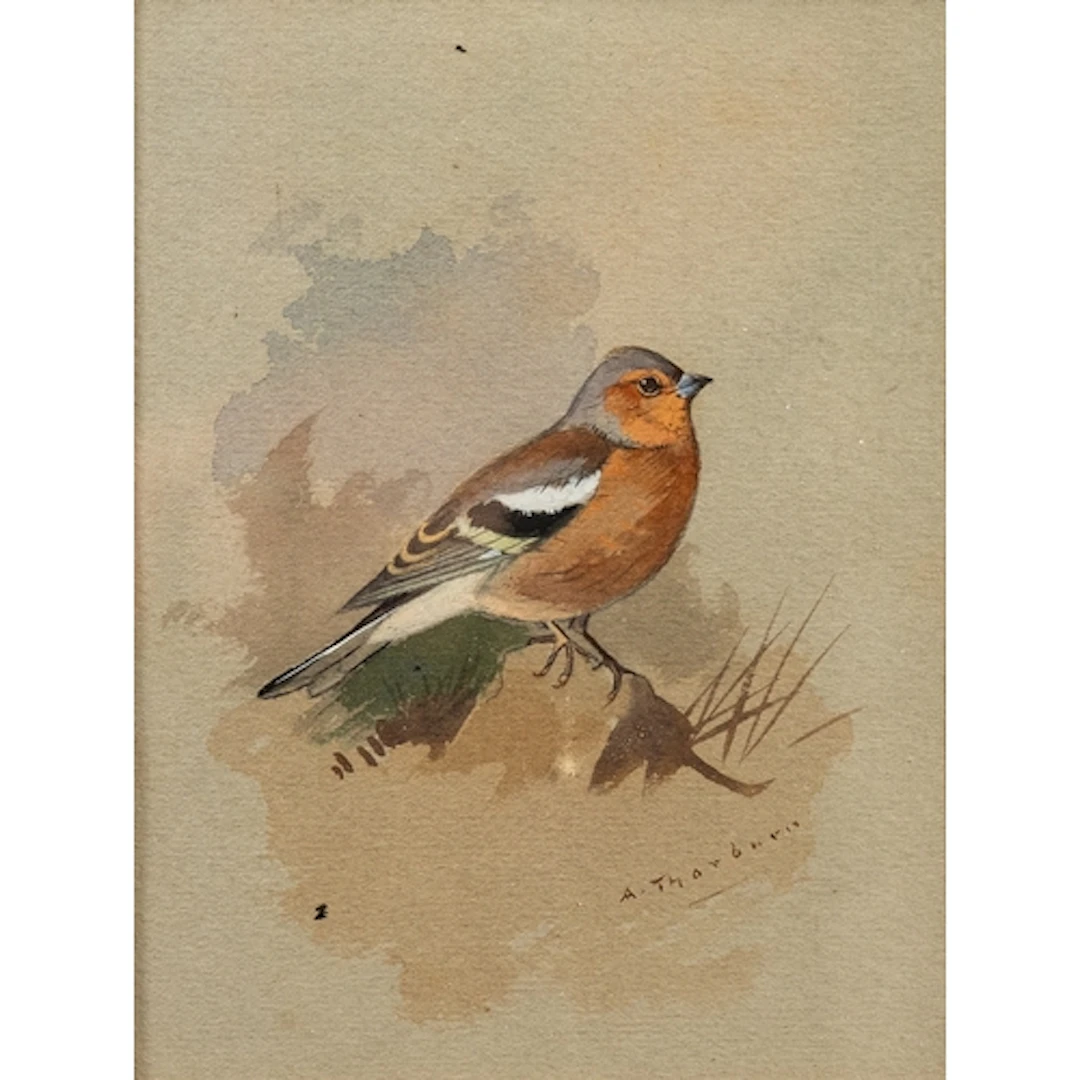 Archibald Thorburn (Scottish, 1860-1935) - Chaffinch - Wat...