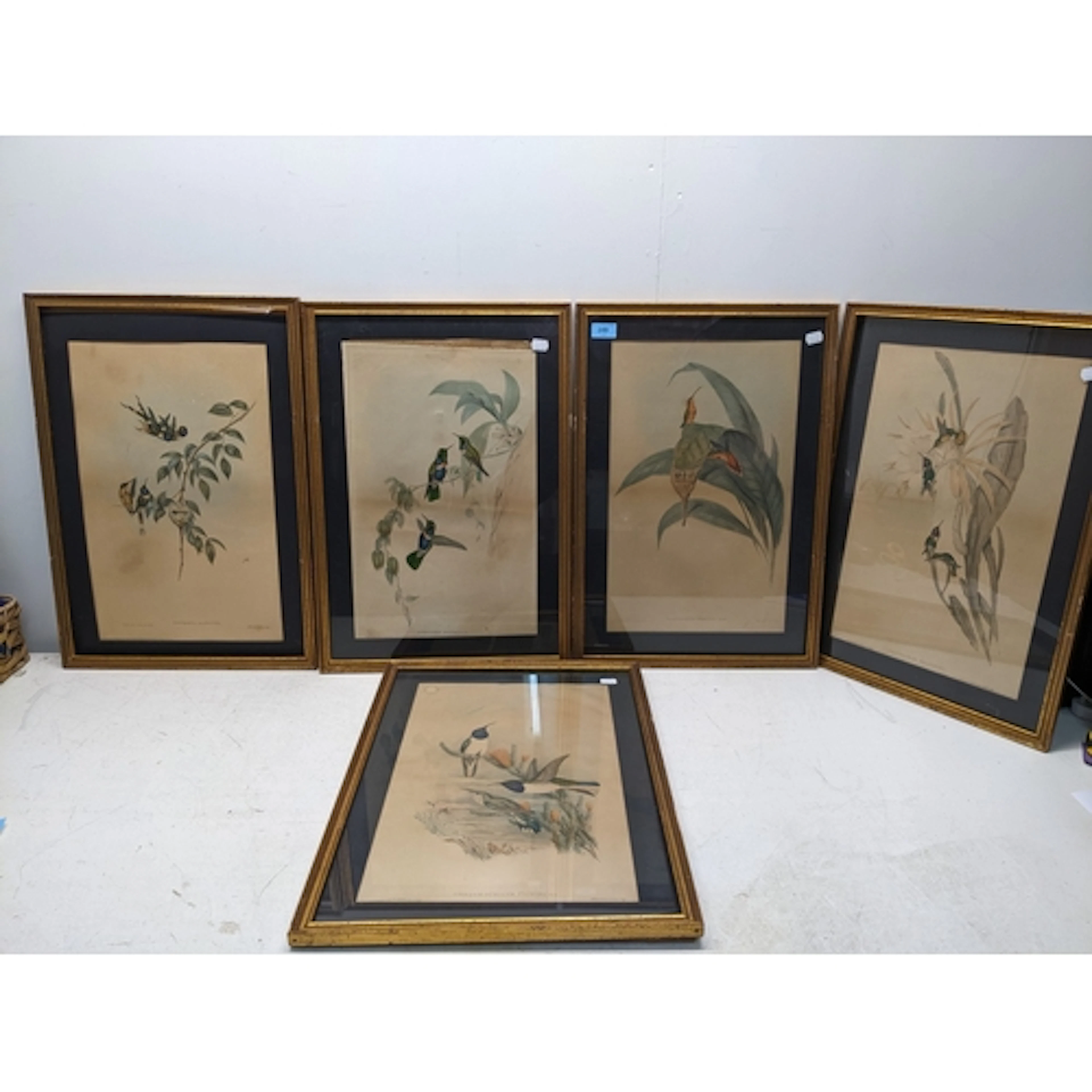 J Gould and H.C Richter, a group of five coloured lithograph...