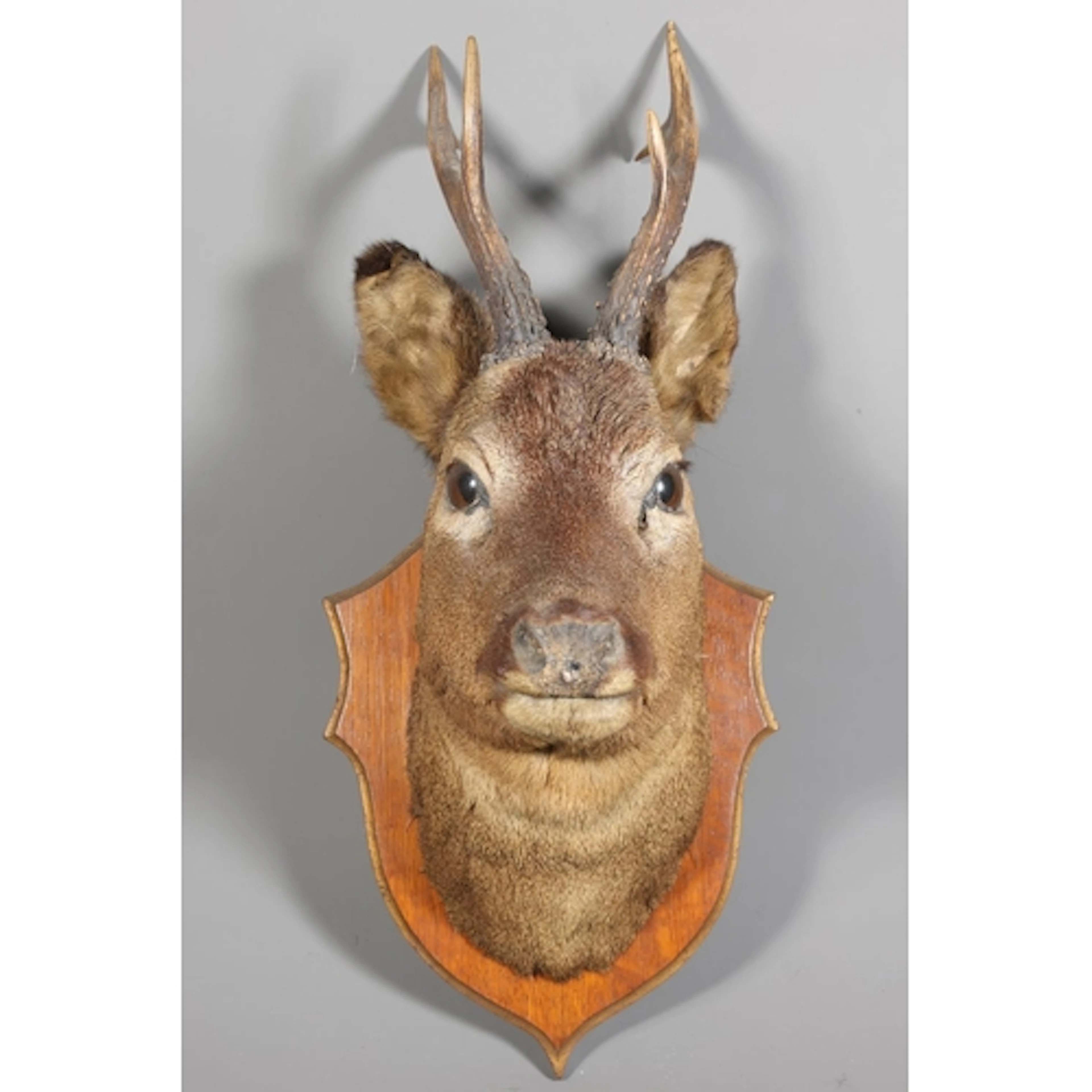 Taxidermy bust of a male roe deer (Capreolus capreolus) with...