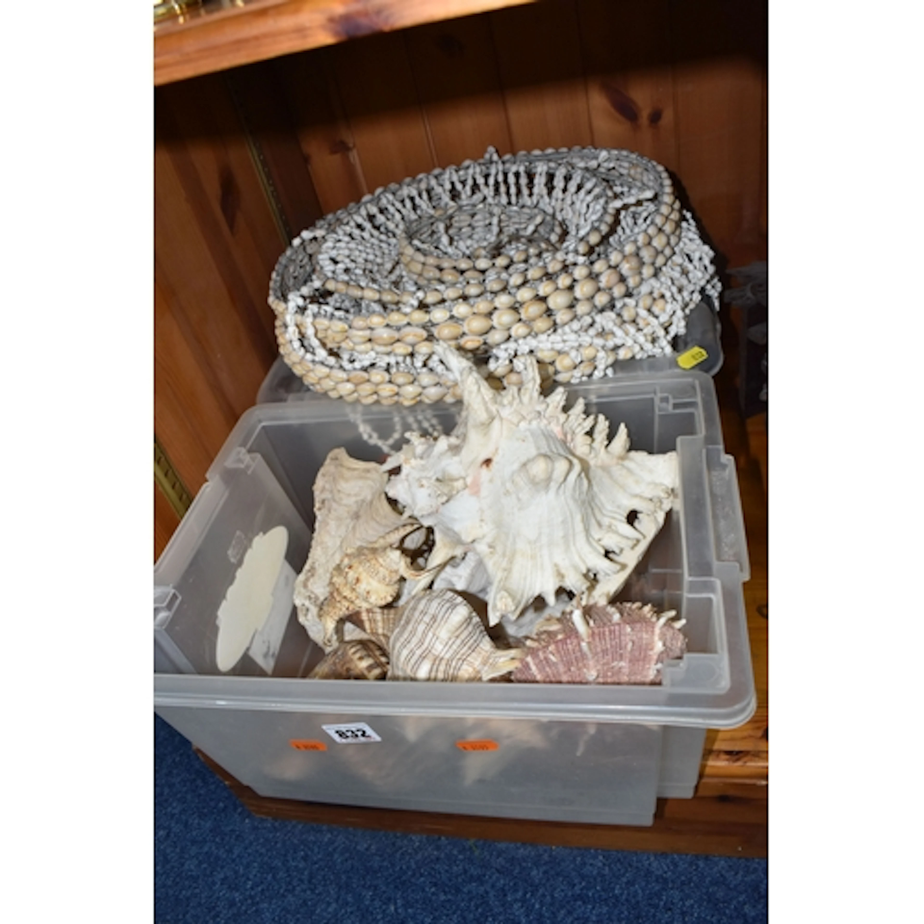 TWO BOXES OF WORKED AND LOOSE SEA SHELLS to include a large ...