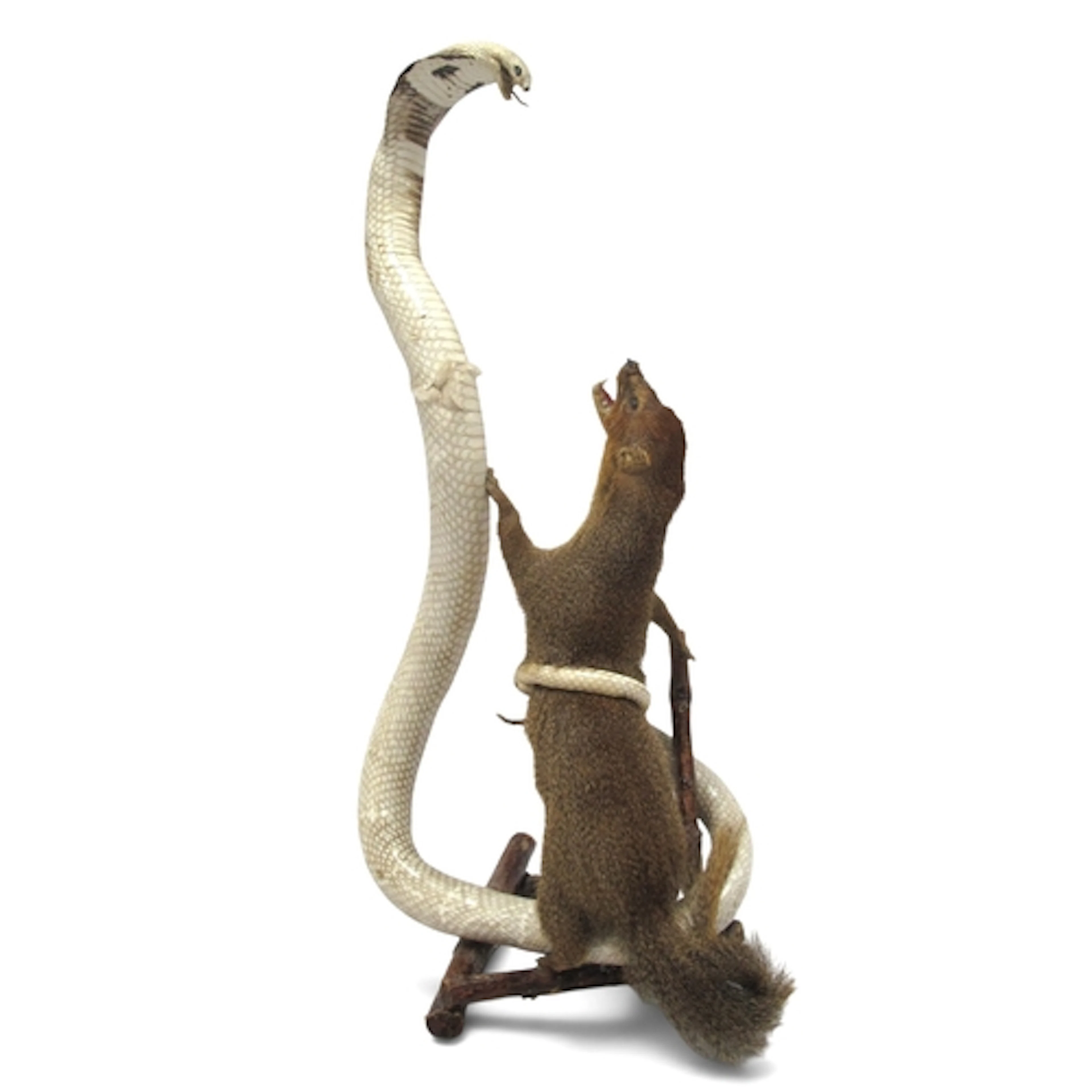 Taxidermy - A Fight for Survival Between a Cobra and a Mongo...