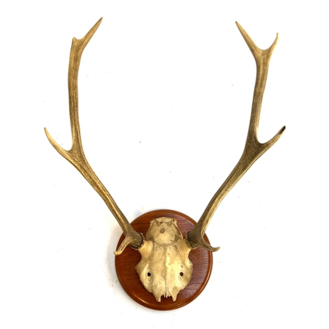 A pair of eight point Red Deer antlers, 25cmW point to point