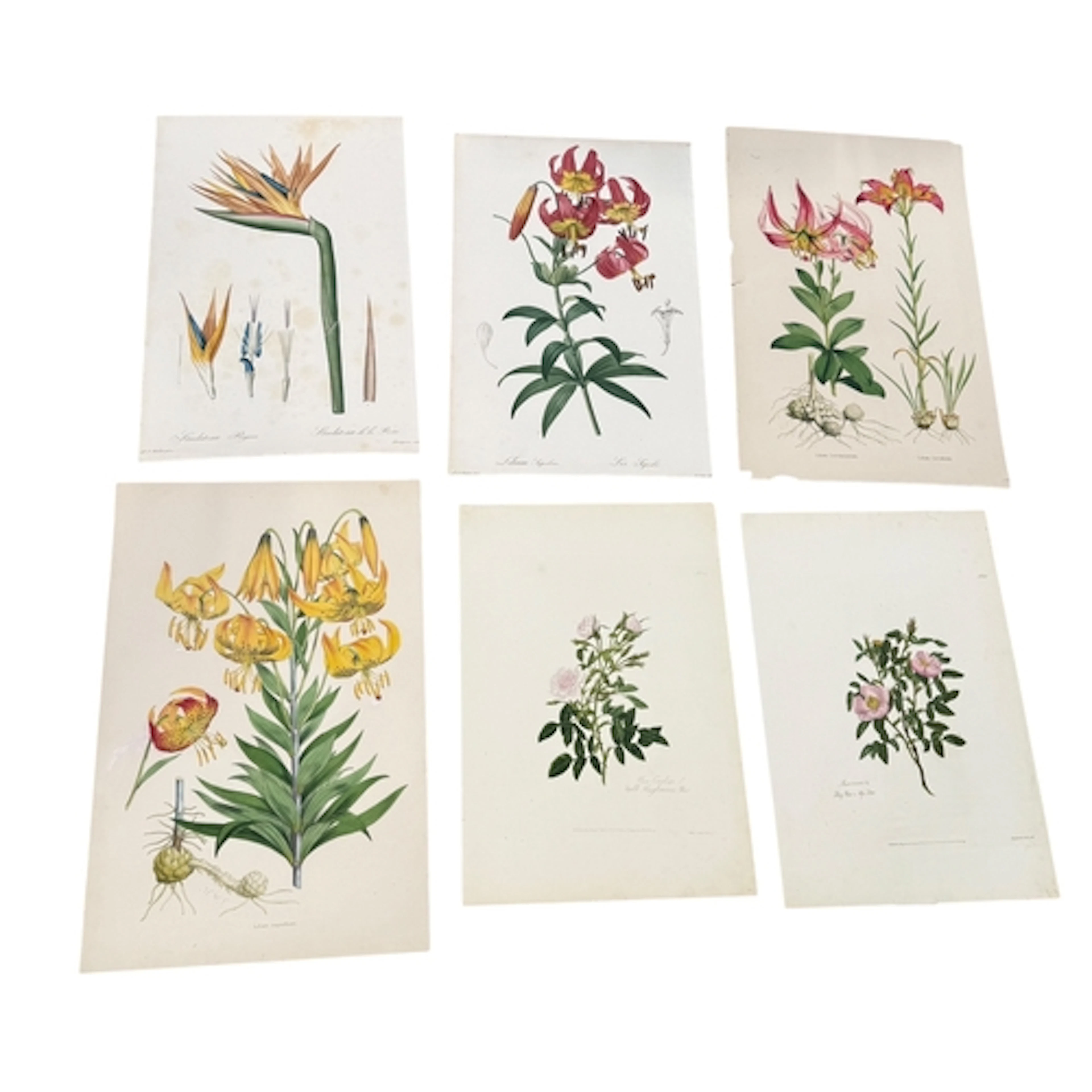 A GROUP OF SIX BOTANICAL PRINTS INCLUDING P.J. REDOUTE Large...