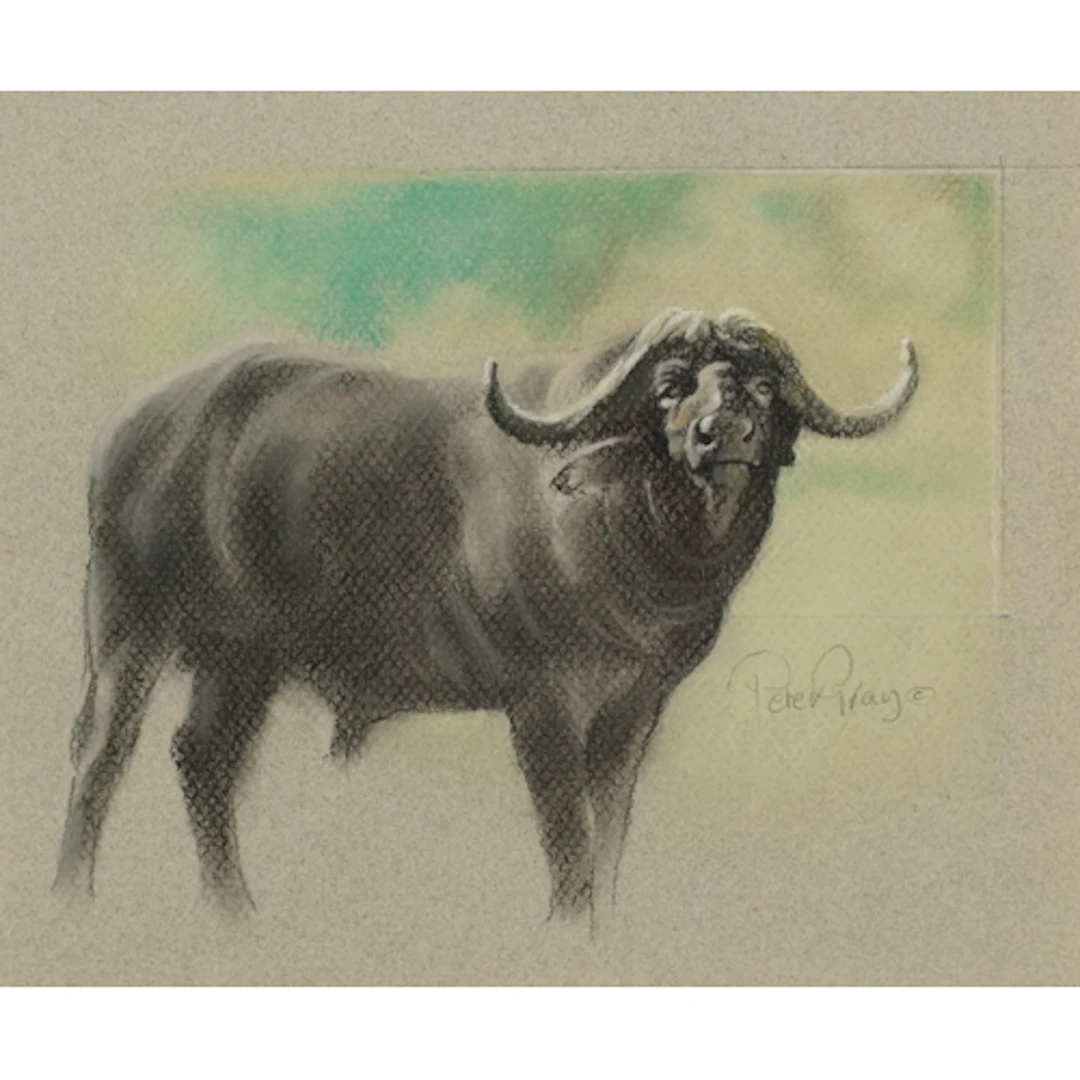 Peter Gray - Study of a buffalo, 20th century South African ...