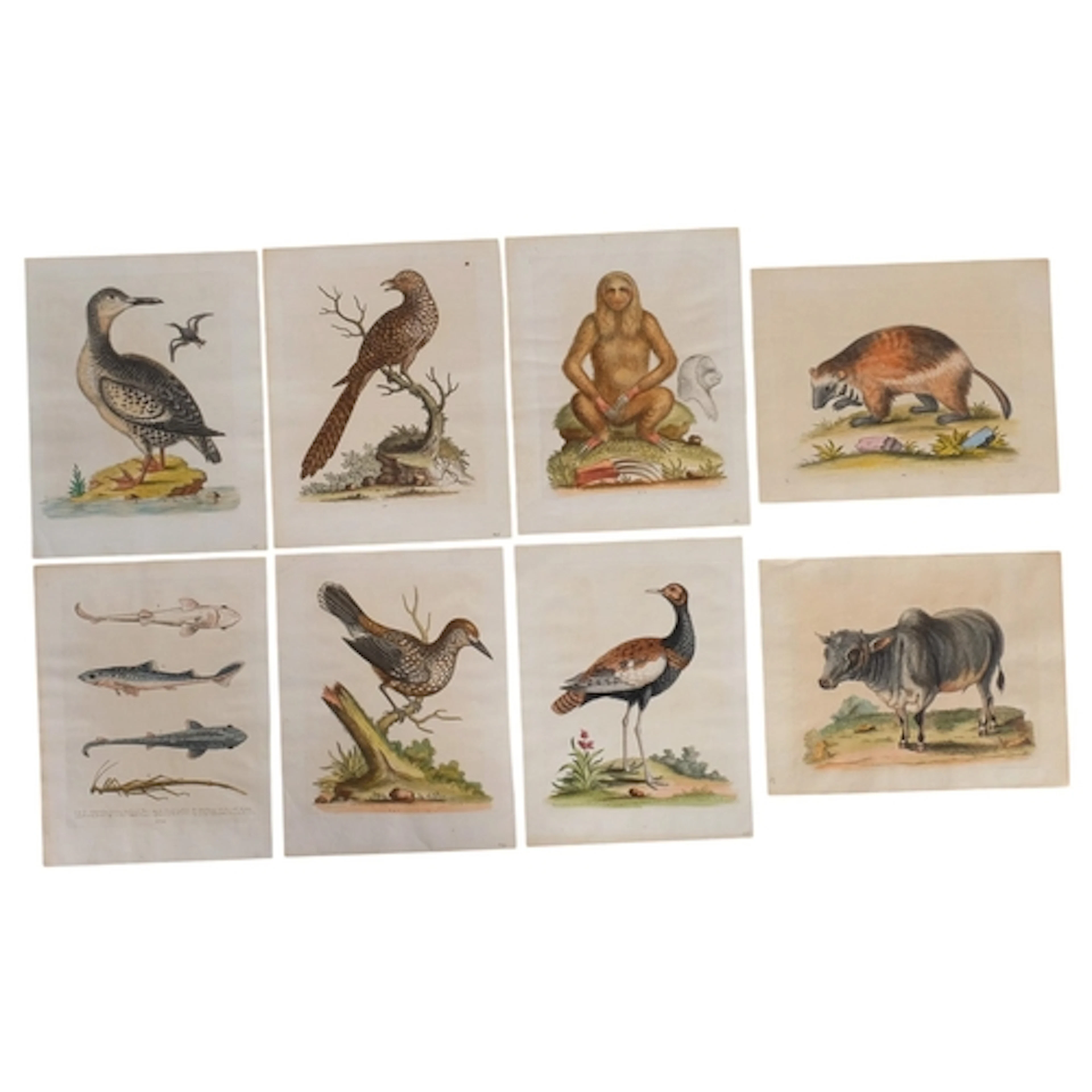 George Edwards, 8 coloured etchings, wildlife studies publis...