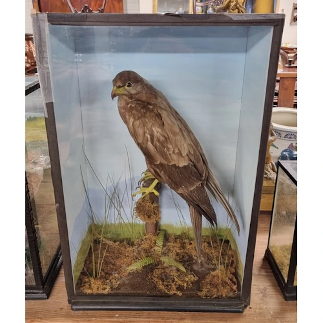 A really good cased Taxidermy of a Bird of Prey, by taxiderm...