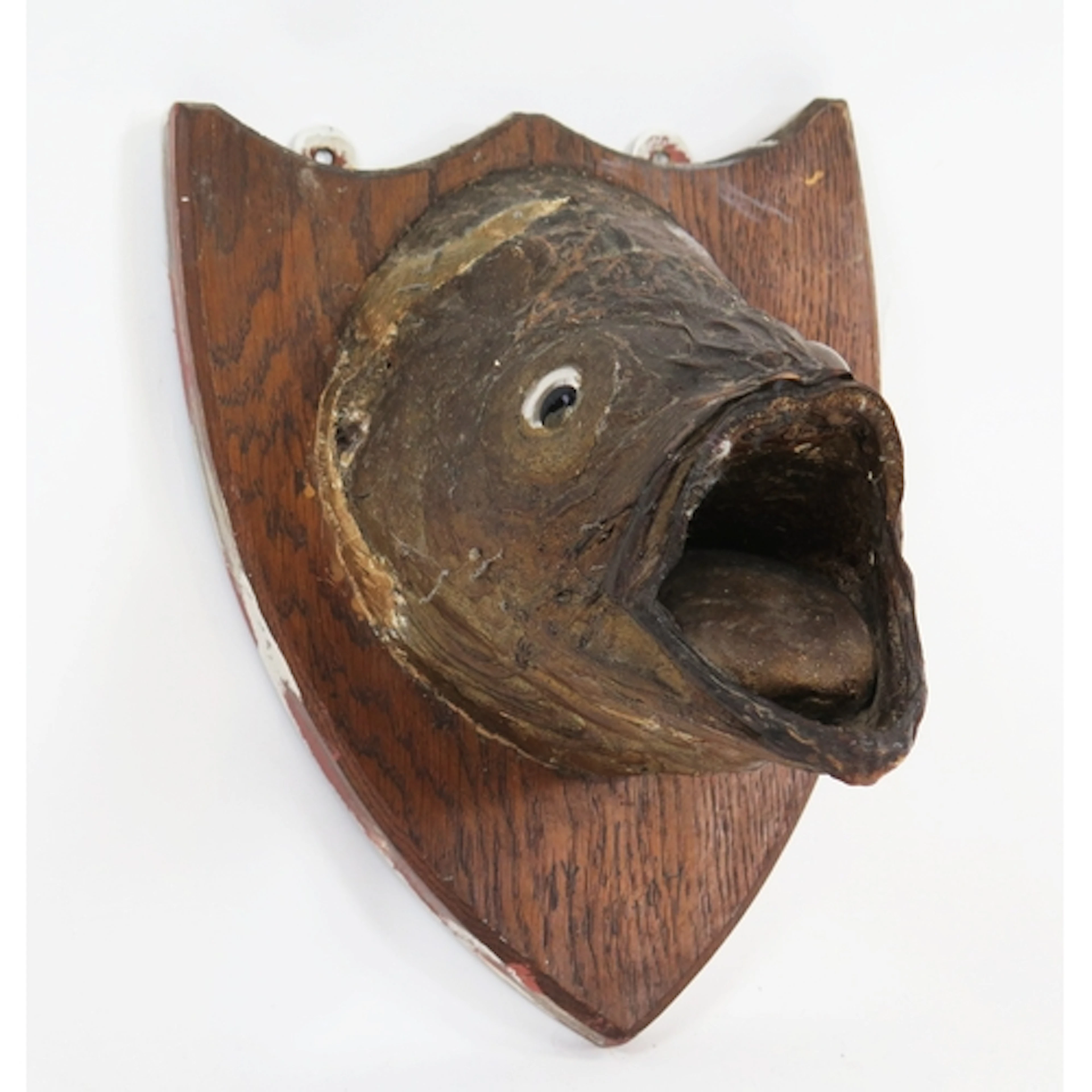 Taxidermy fish head with inset glass eyes, on a shield shape...