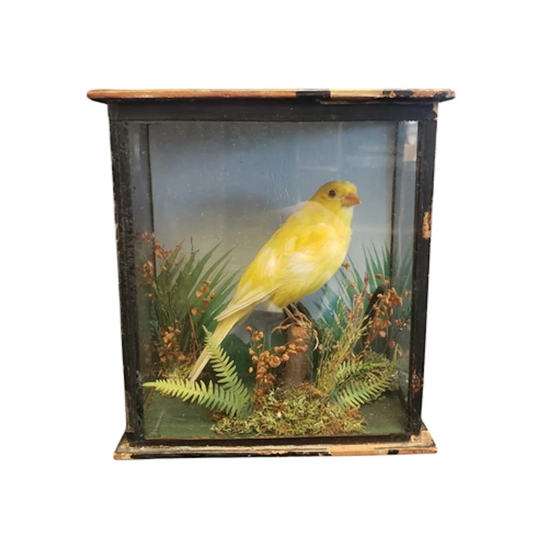 Natural Interest - 20th century vintage small taxidermy yell...