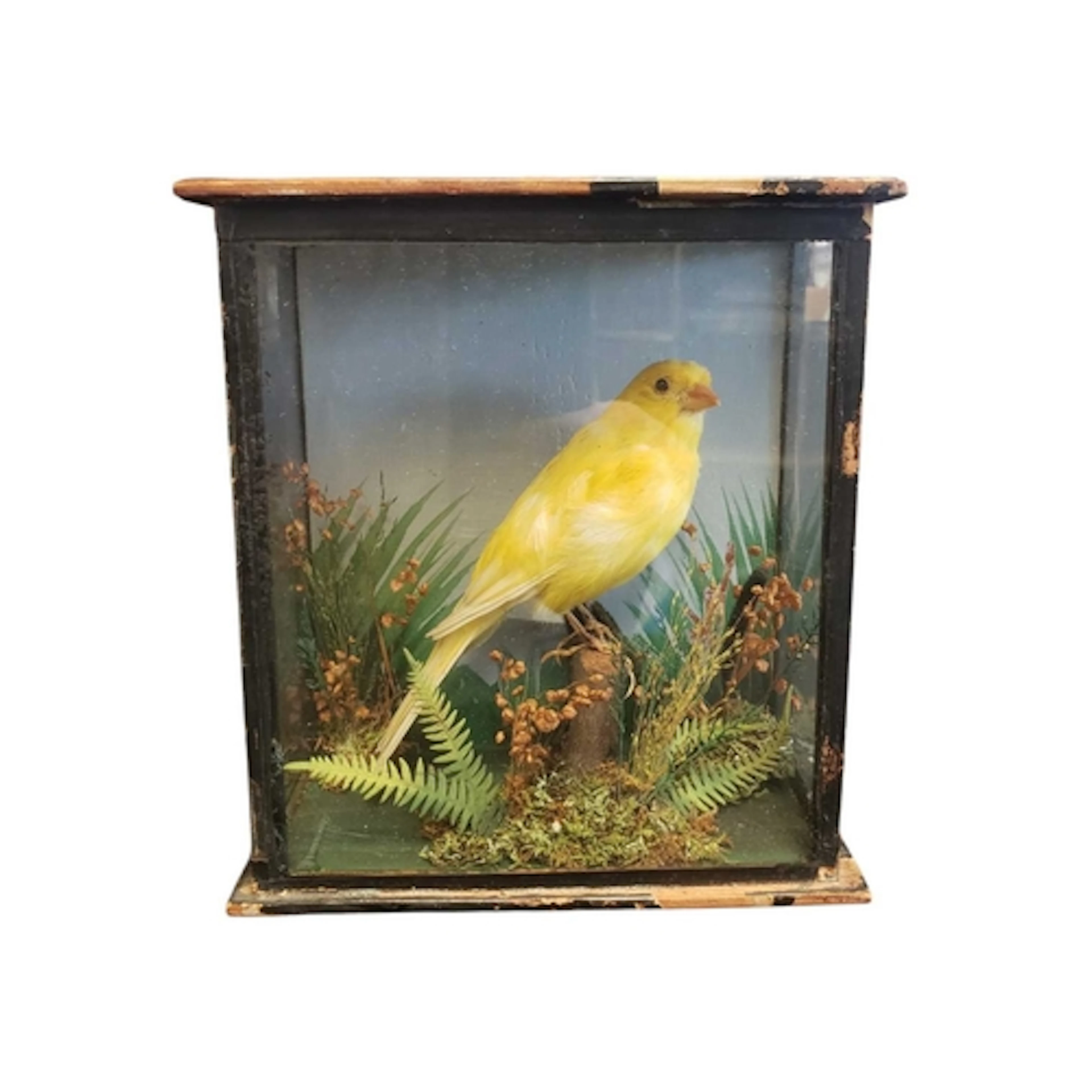 Natural Interest - 20th century vintage small taxidermy yell...