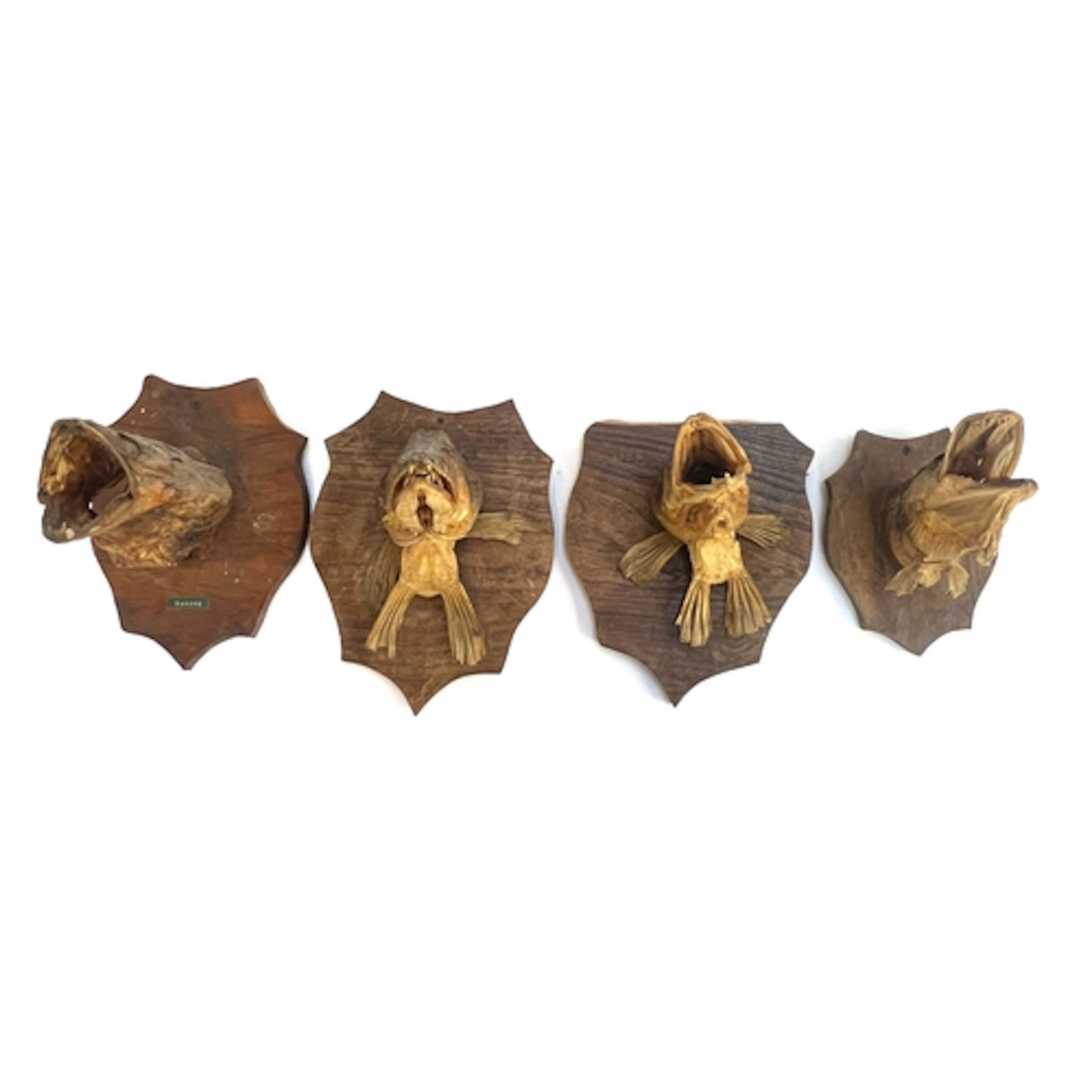 Four taxidermy pike perch fish heads mounted on wooden plaqu...