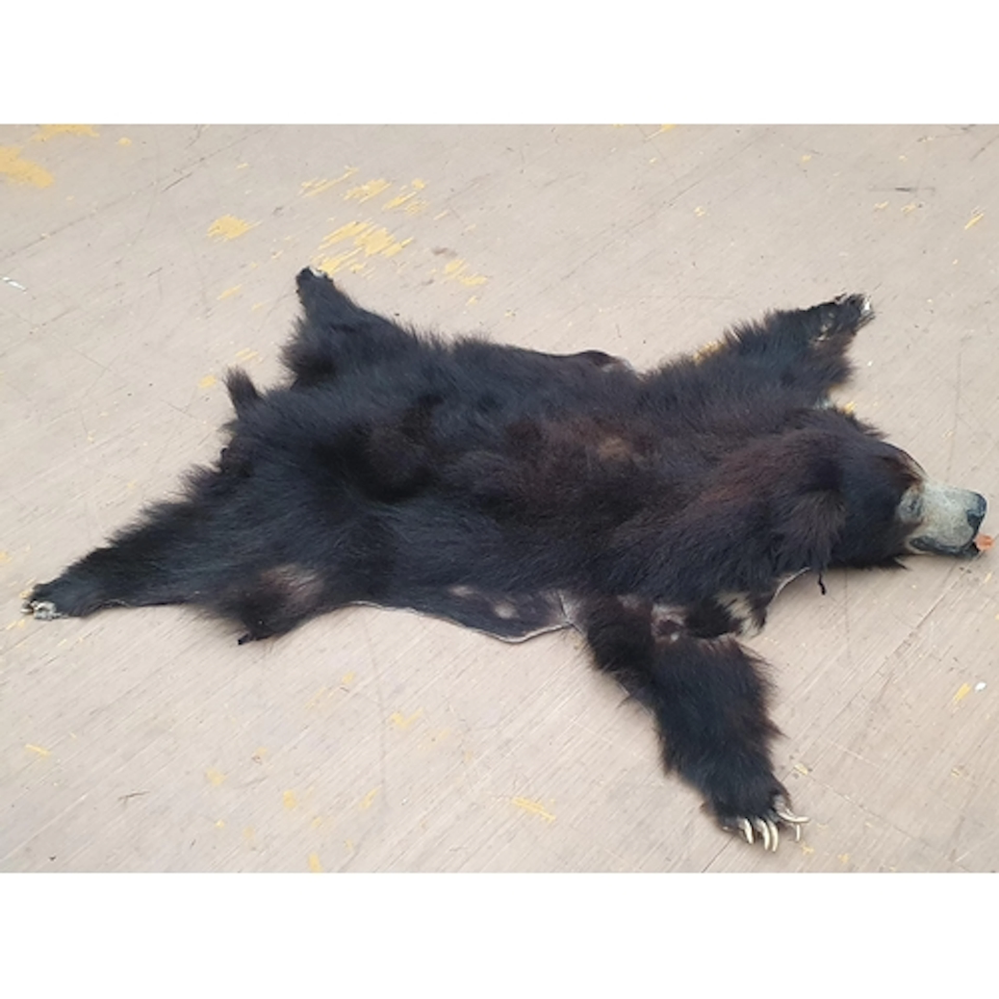An antique taxidermy Skin Rug of a Sloth Bear 5ft L x 4ft 10...