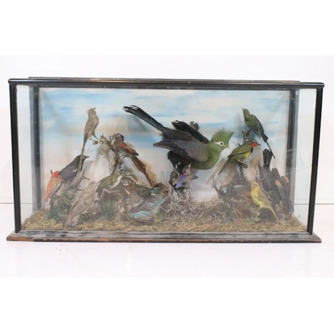 Late 19th/early 20th century taxidermy diorama of a group of...