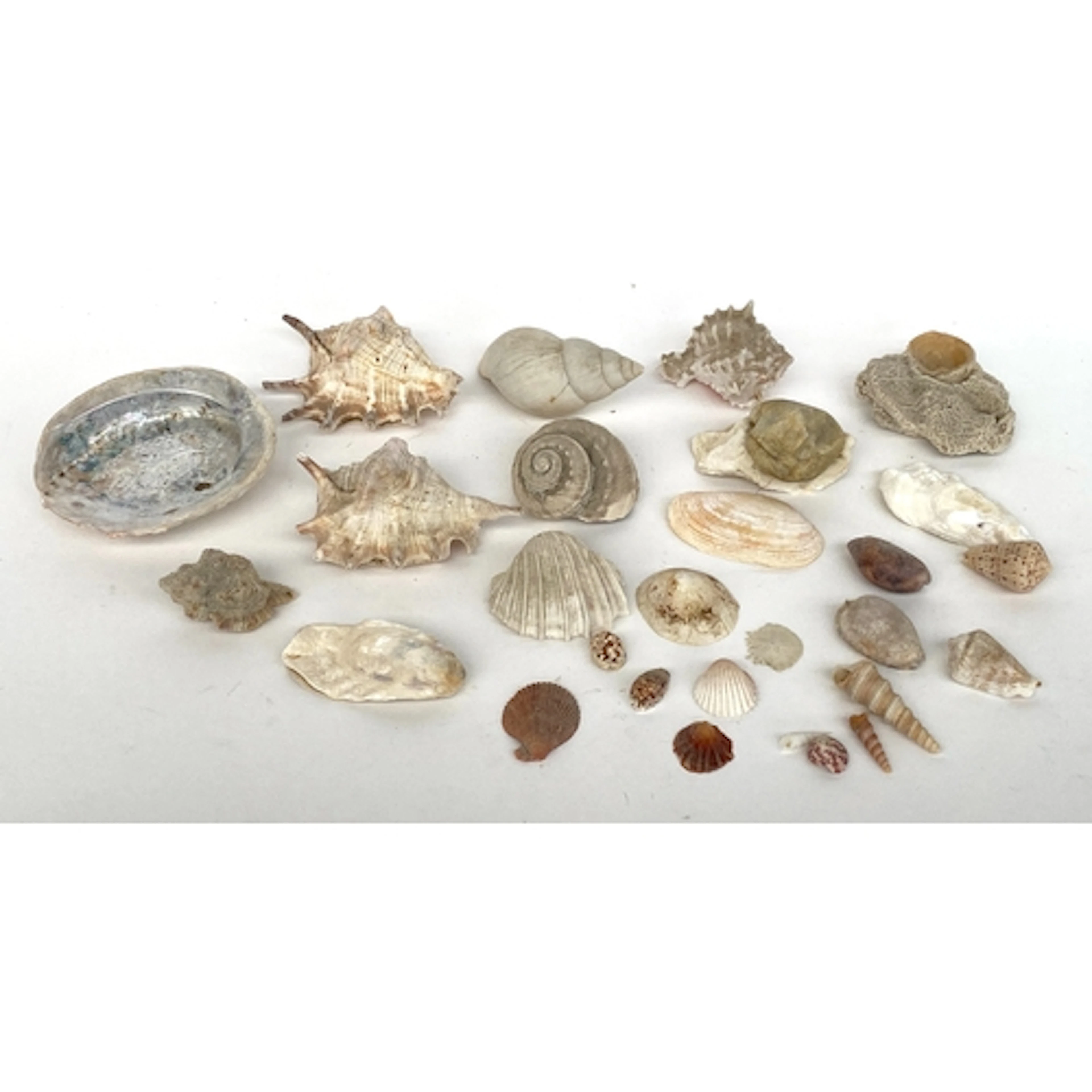 Natural history interest: a collection of sea shells