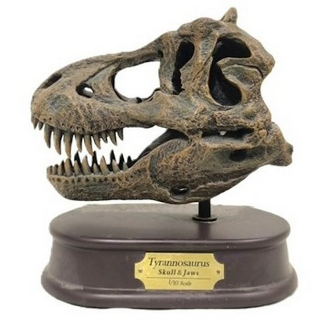 Tyrannosaurus skull and jaw resin sculpture also a pair of f...