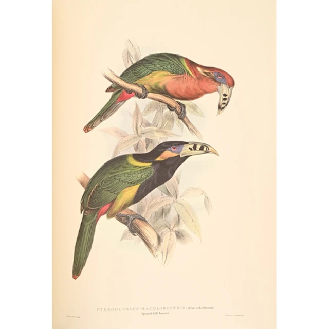 Folio Society. Ornithology: Lear (Edward, illustrator), Illu...