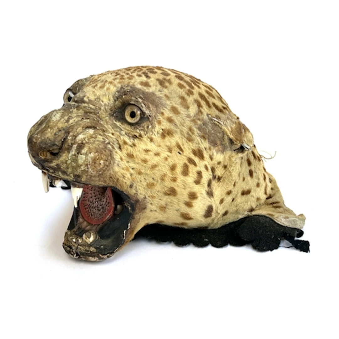 An antique taxidermy leopard head, set with glass eyes, 36cm...