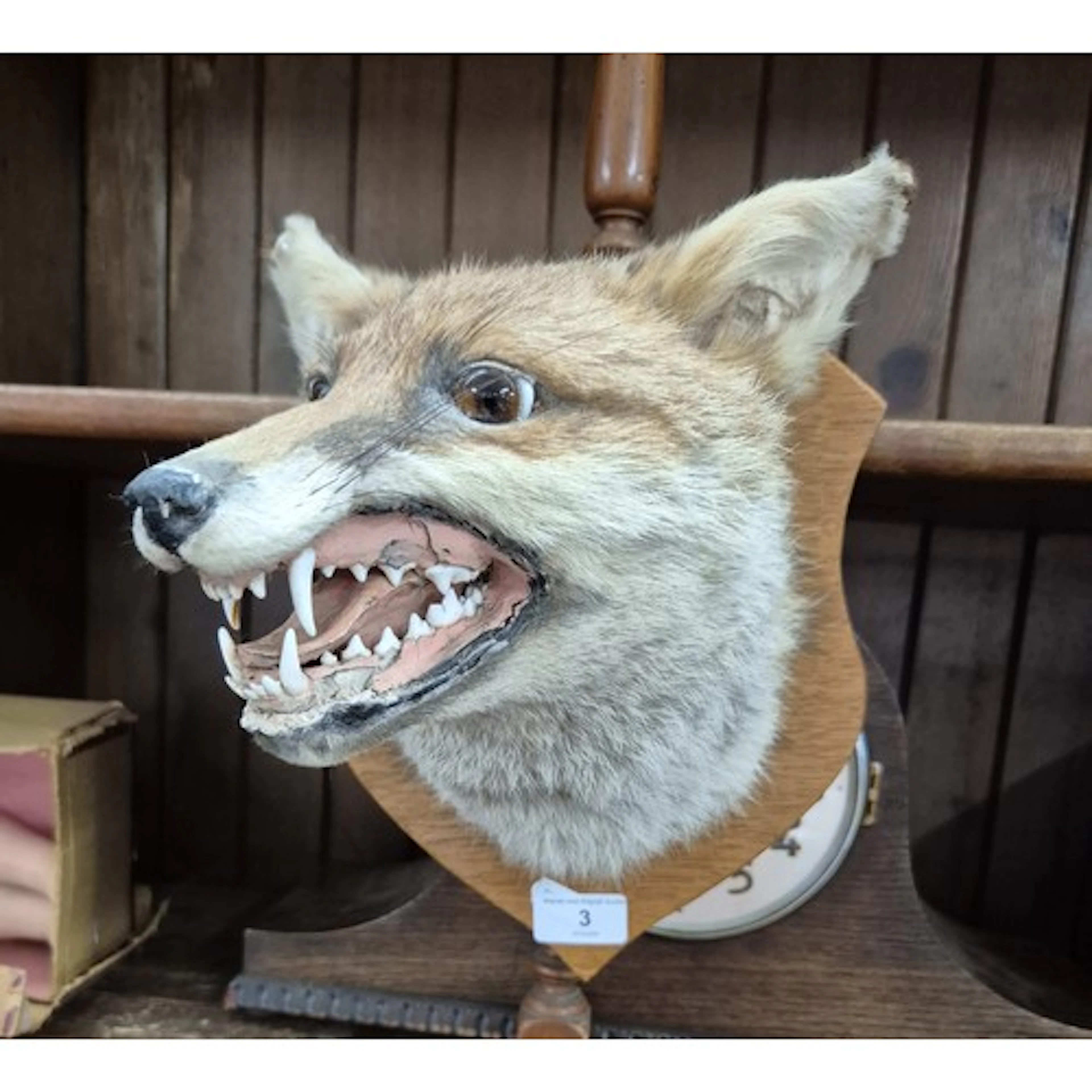 A taxidermy fox head mounted on wooden shield