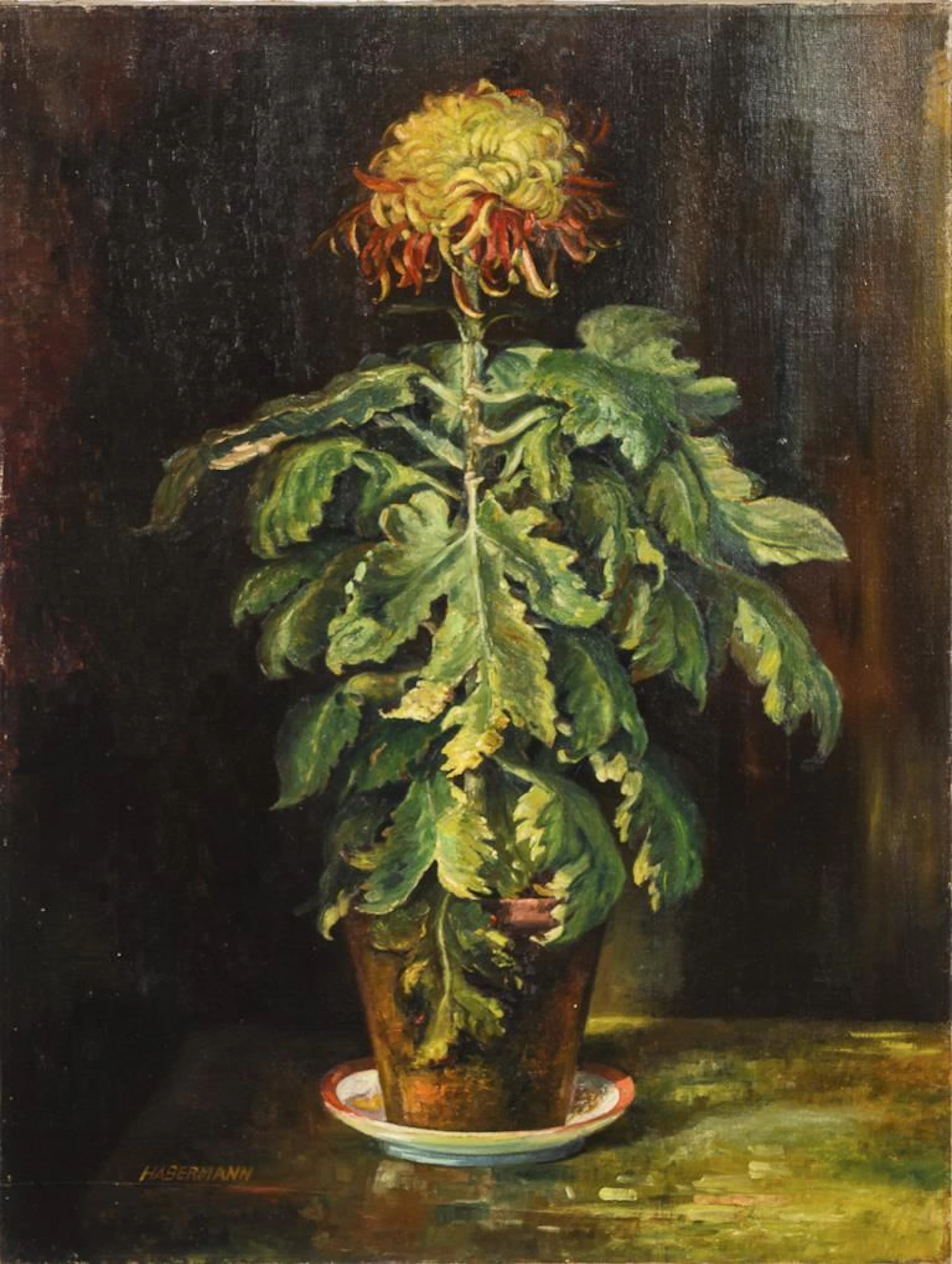 HABERMANN, HABERMANN, HABERMANN, Chrysanthemum