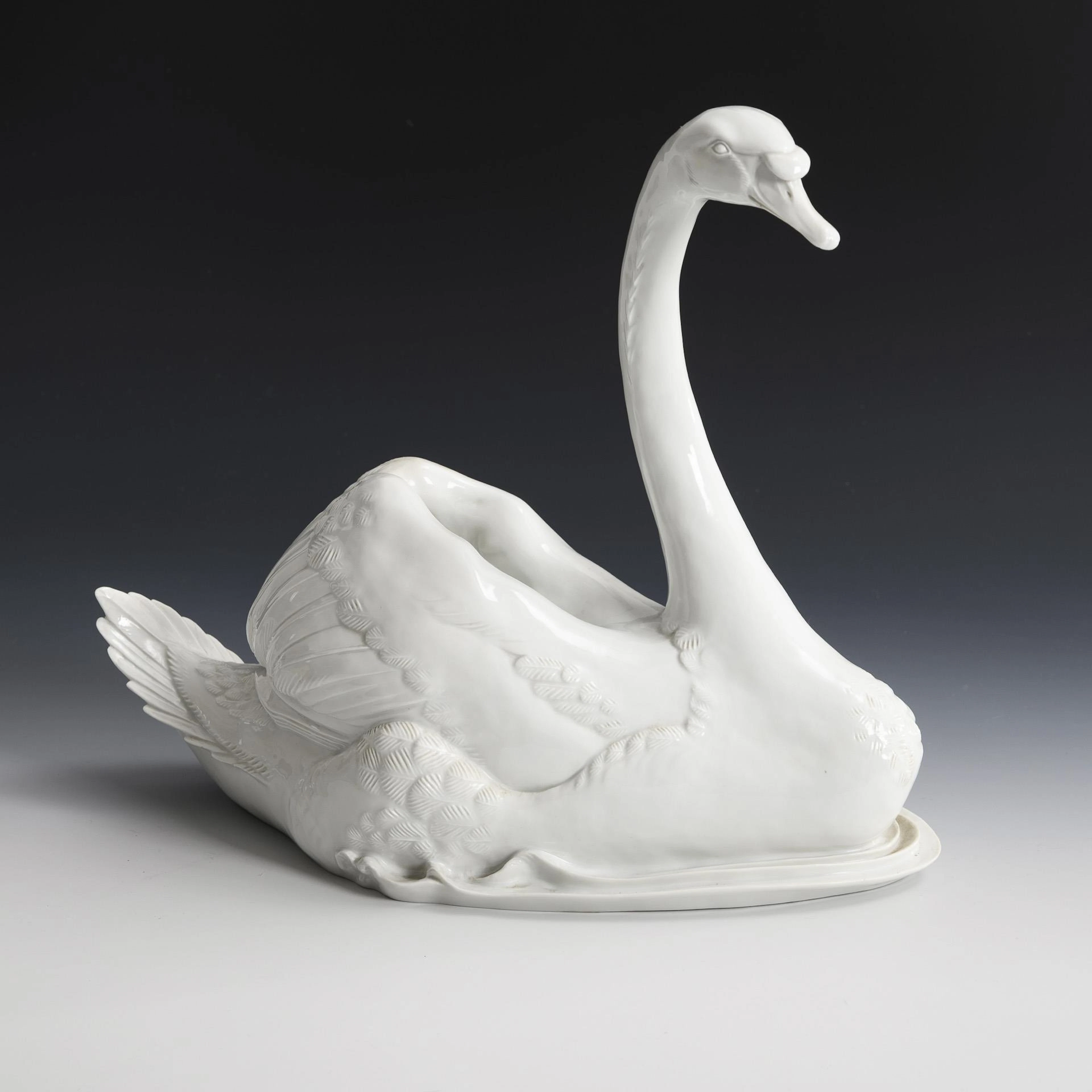 Humpback swan. Meissen.