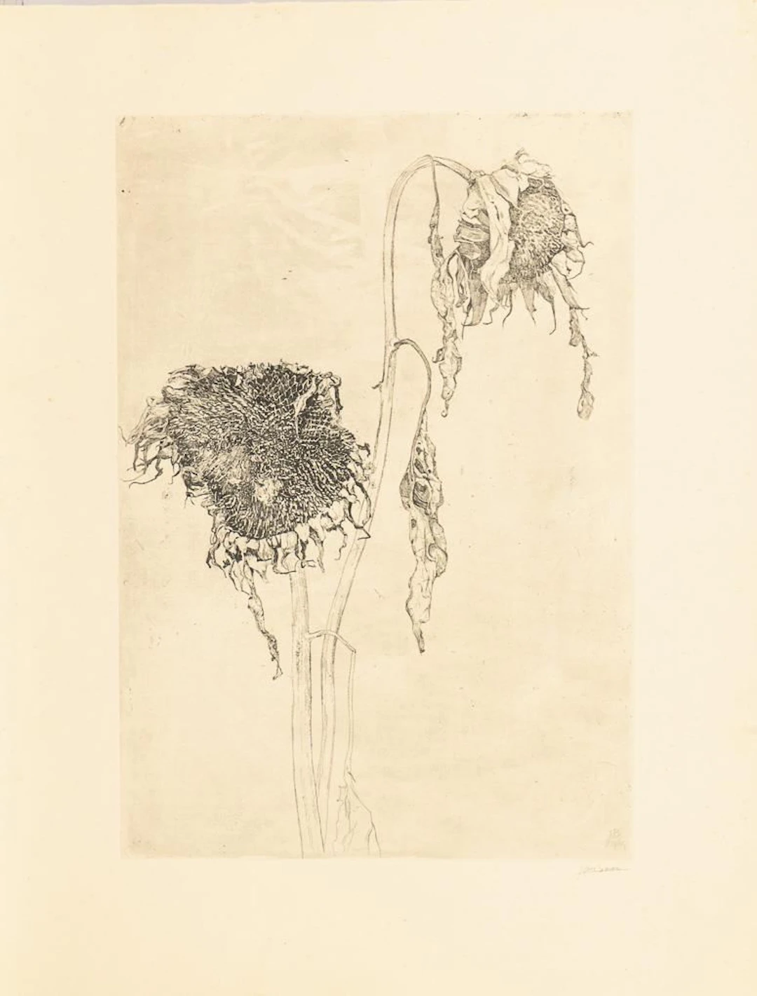 BOON, Jan(1882–1975), BOON, Jan(1882–1975), BOON, Jan, Sunflowers