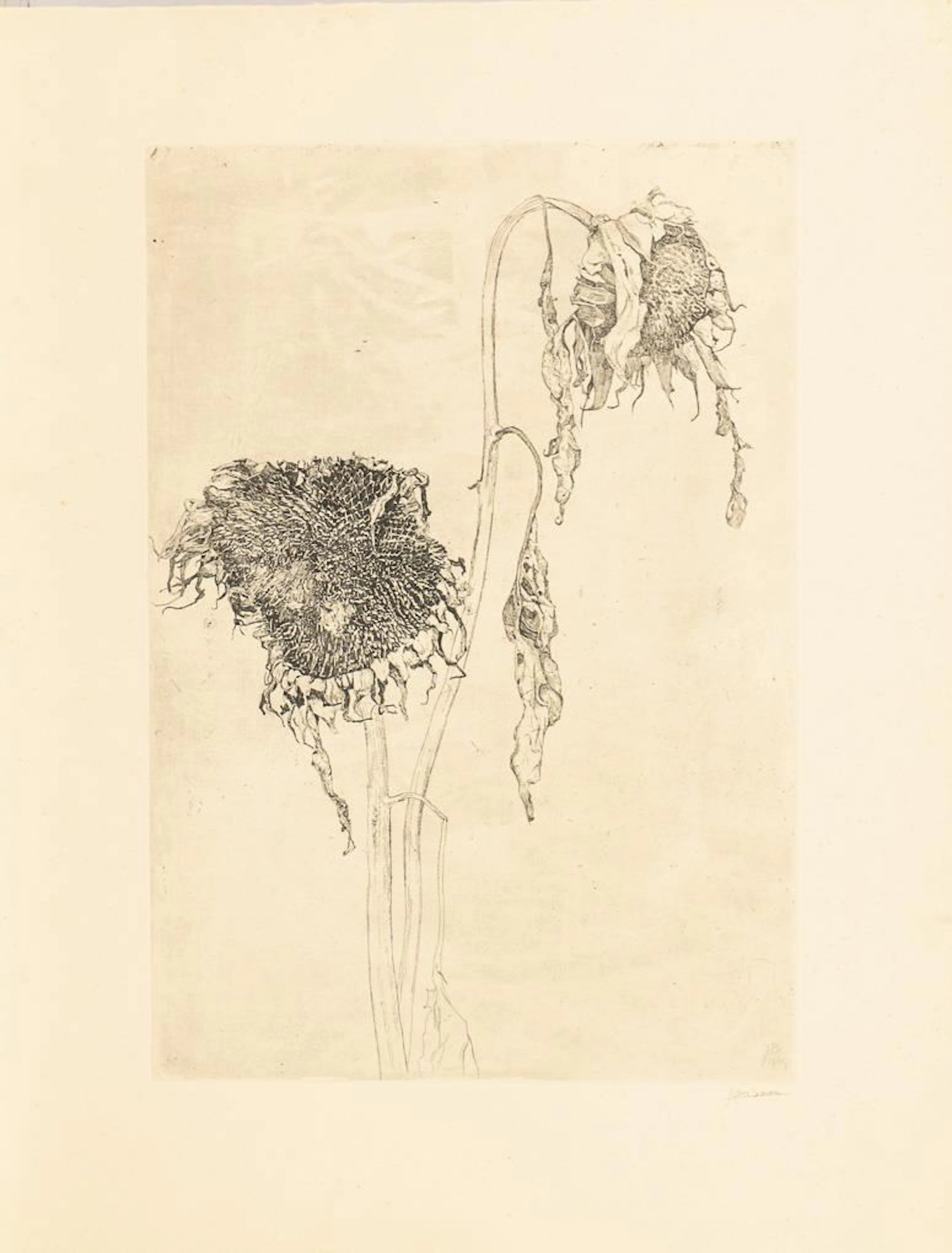 BOON, Jan(1882–1975), BOON, Jan(1882–1975), BOON, Jan, Sunflowers