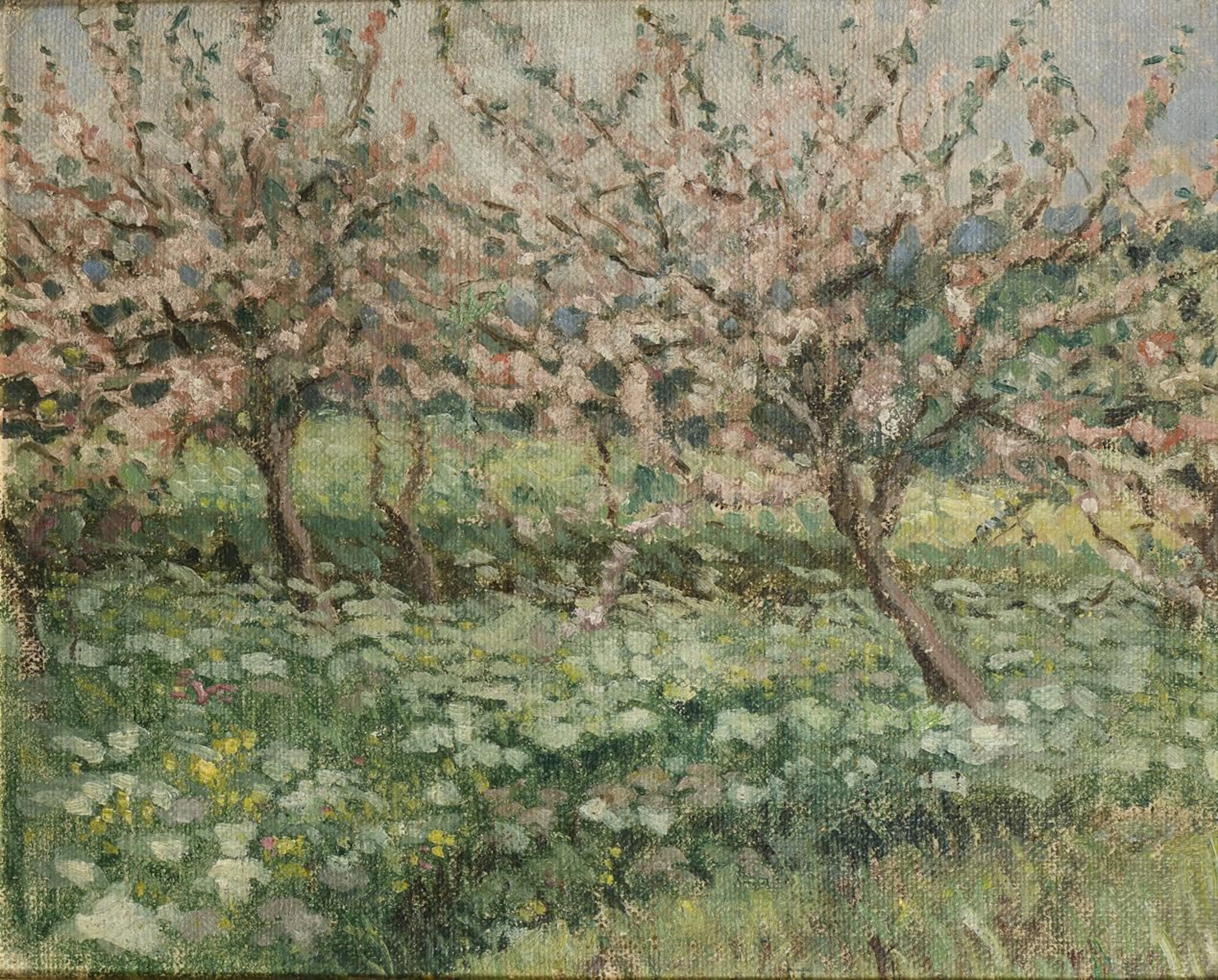 Fruit Orchard in Bloom in Spring