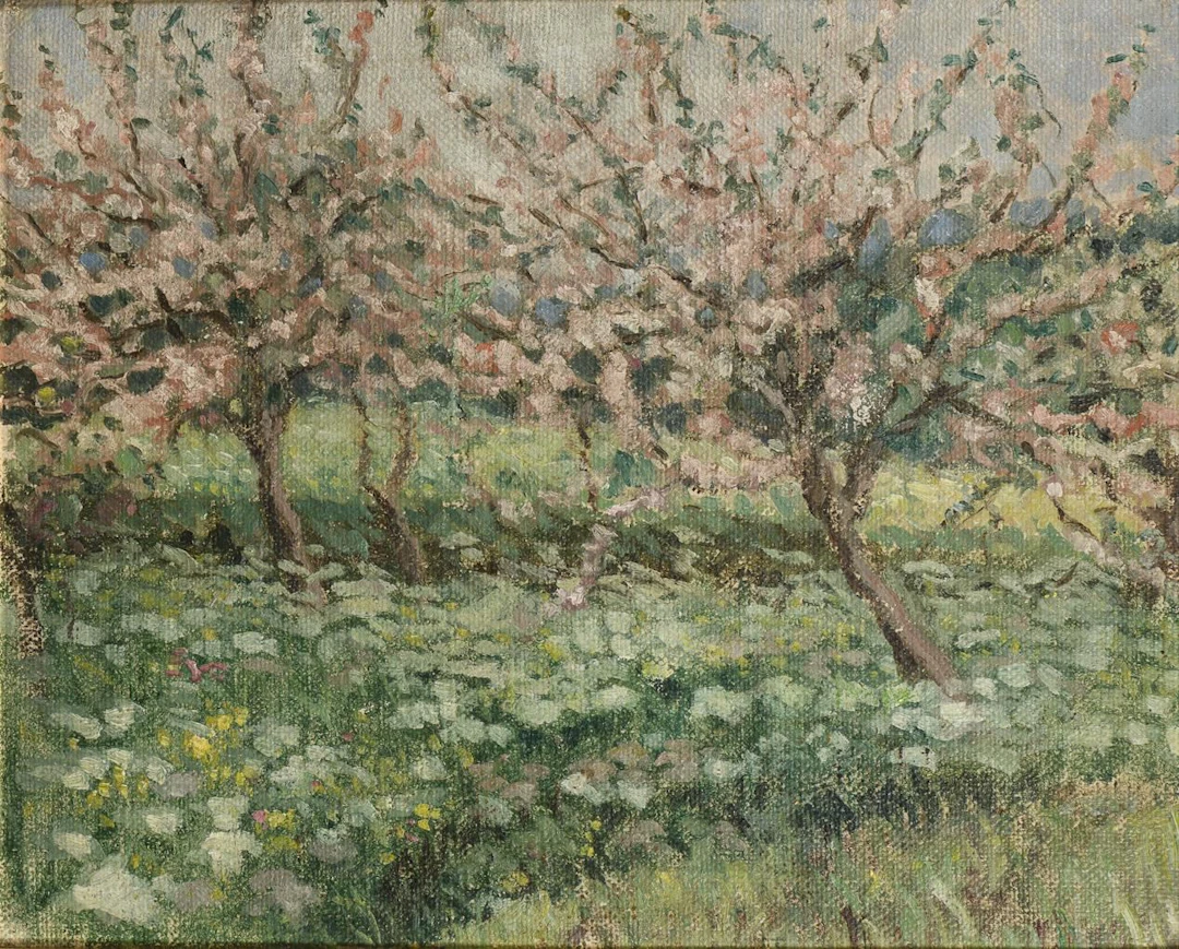 Fruit Orchard in Bloom in Spring