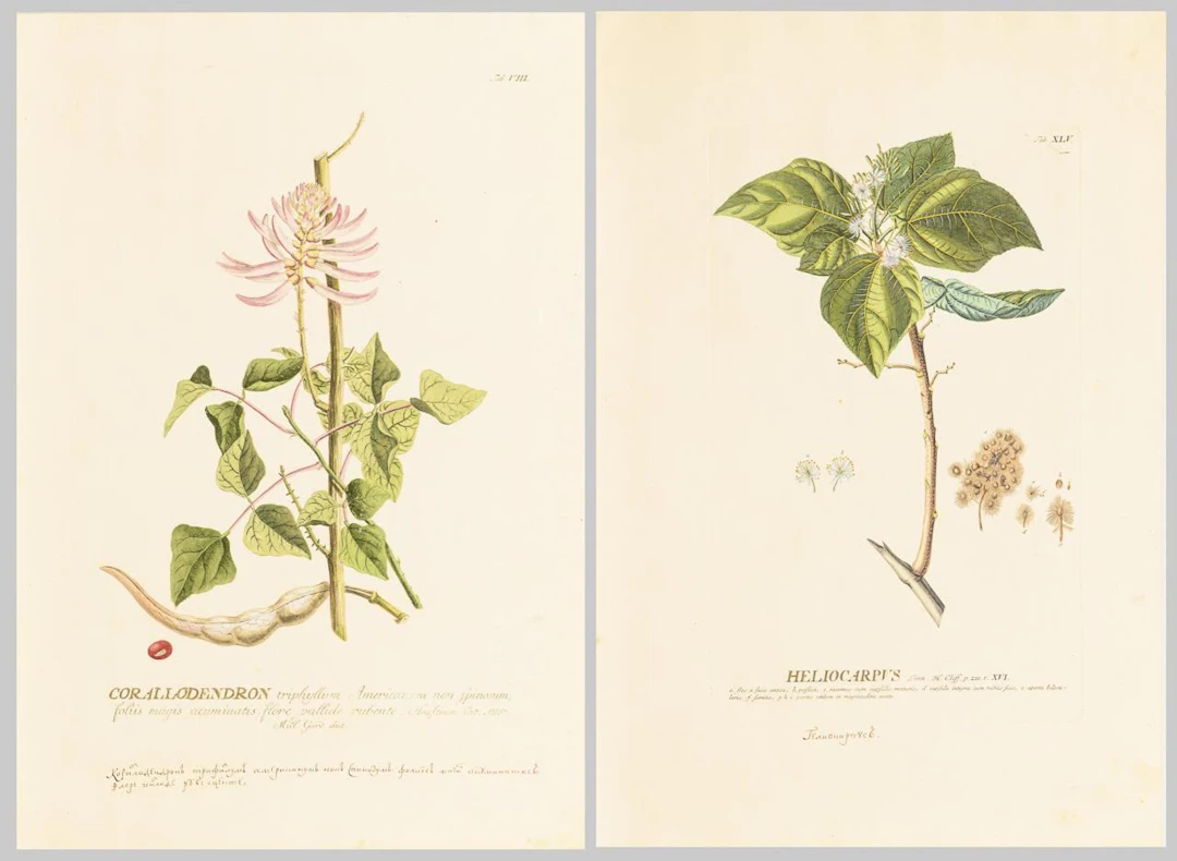 2 depictions of plants