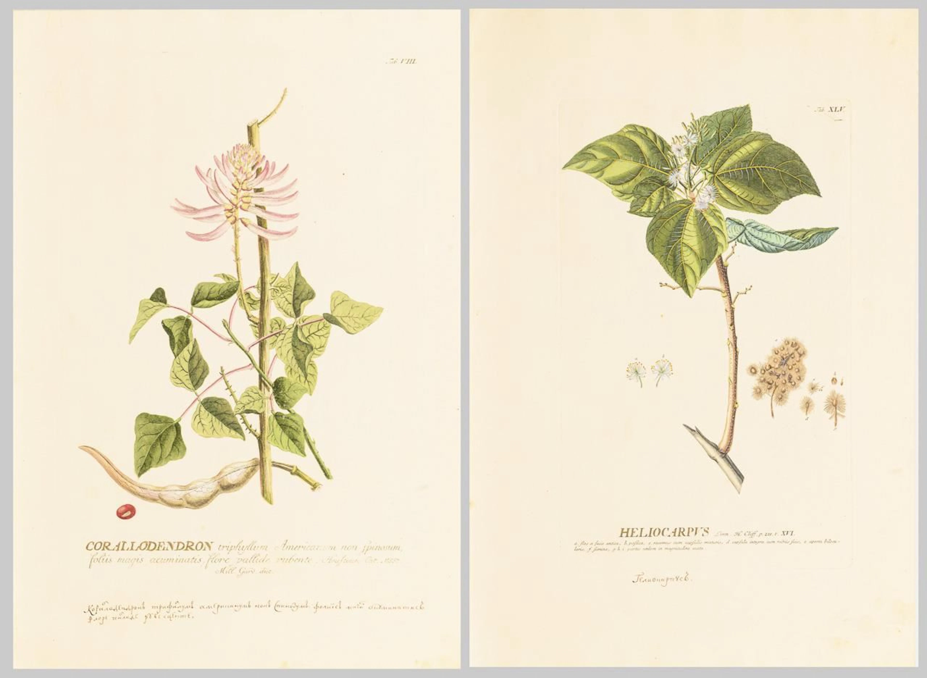 2 depictions of plants