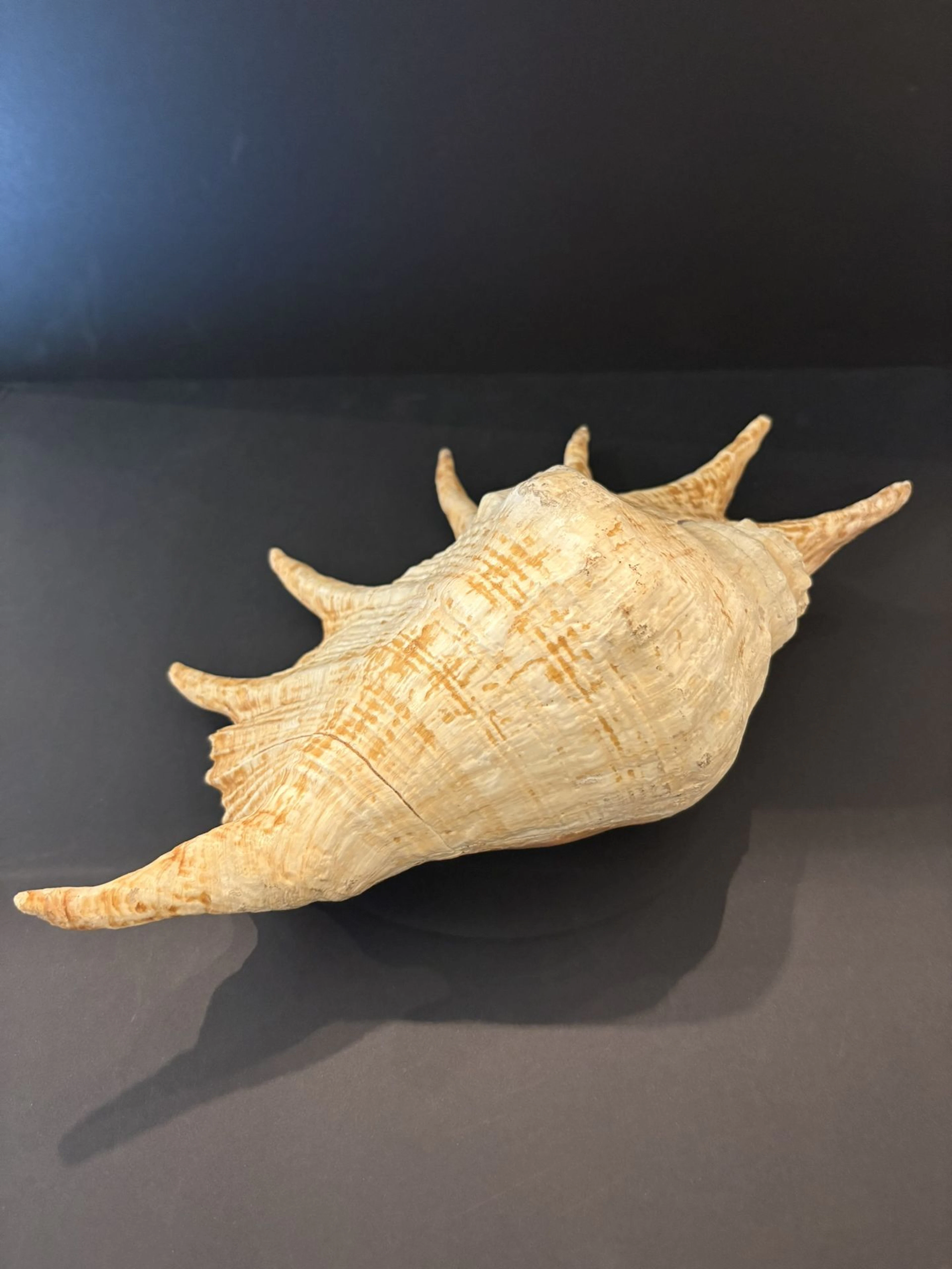 Coquillage Lambis - Longueur : 40 cm - Lot 341
