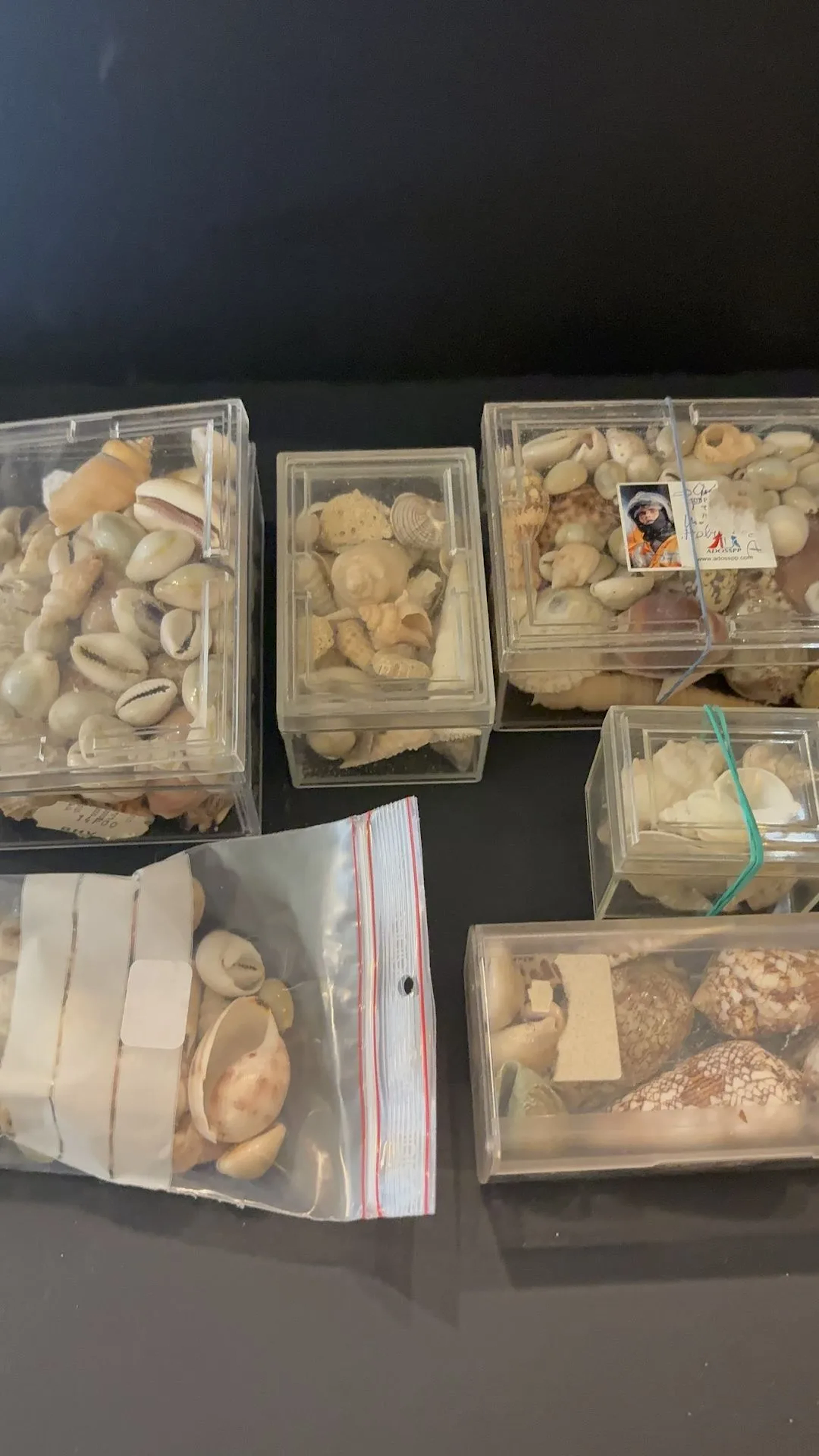 CONCHYLIOLOGIE : lot de coquillages - Lot 343