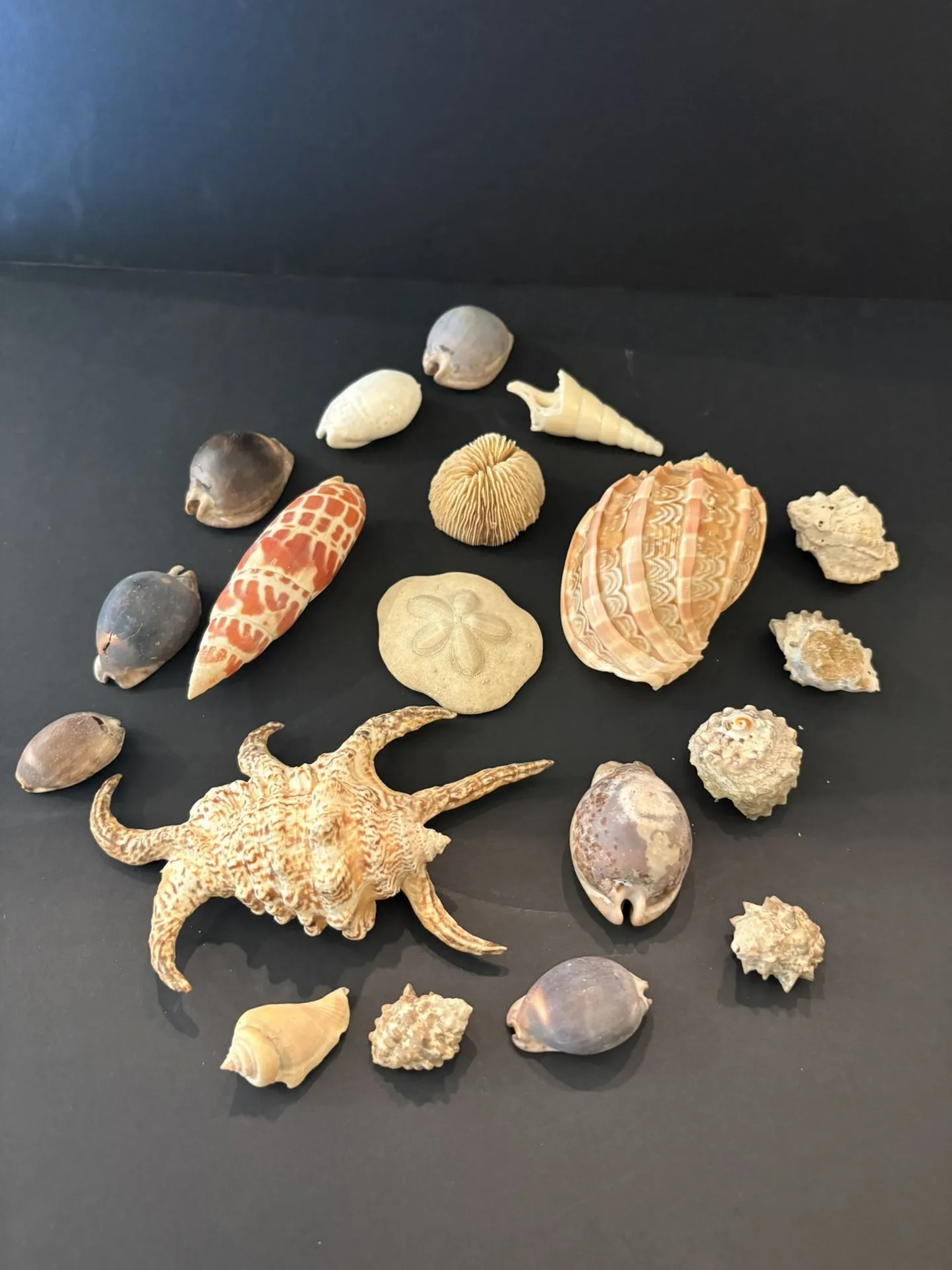 CONCHYLIOLOGIE : lot de coquillages - Lot 342