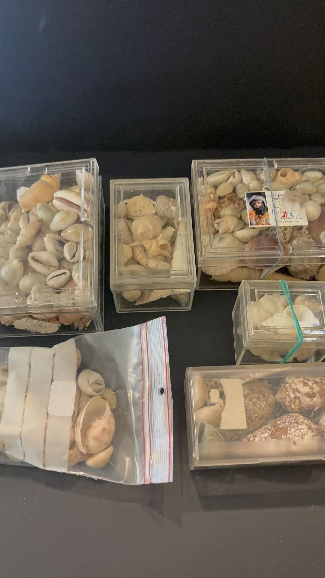 CONCHYLIOLOGIE : lot de coquillages - Lot 343