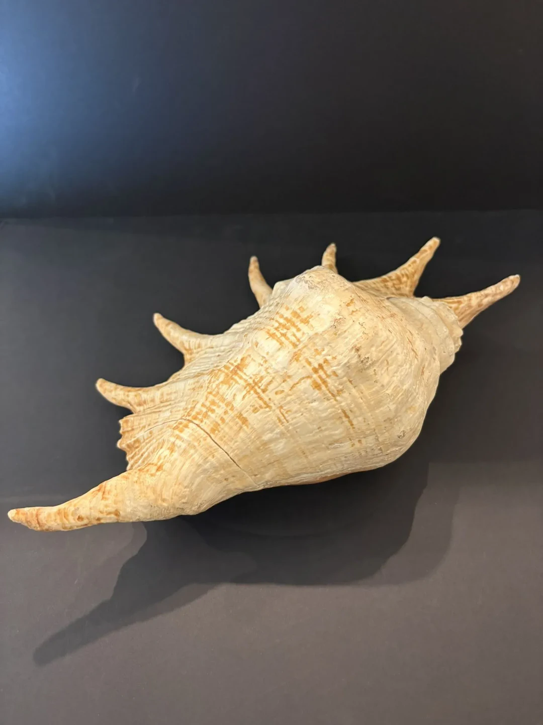 Coquillage Lambis - Longueur : 40 cm - Lot 341