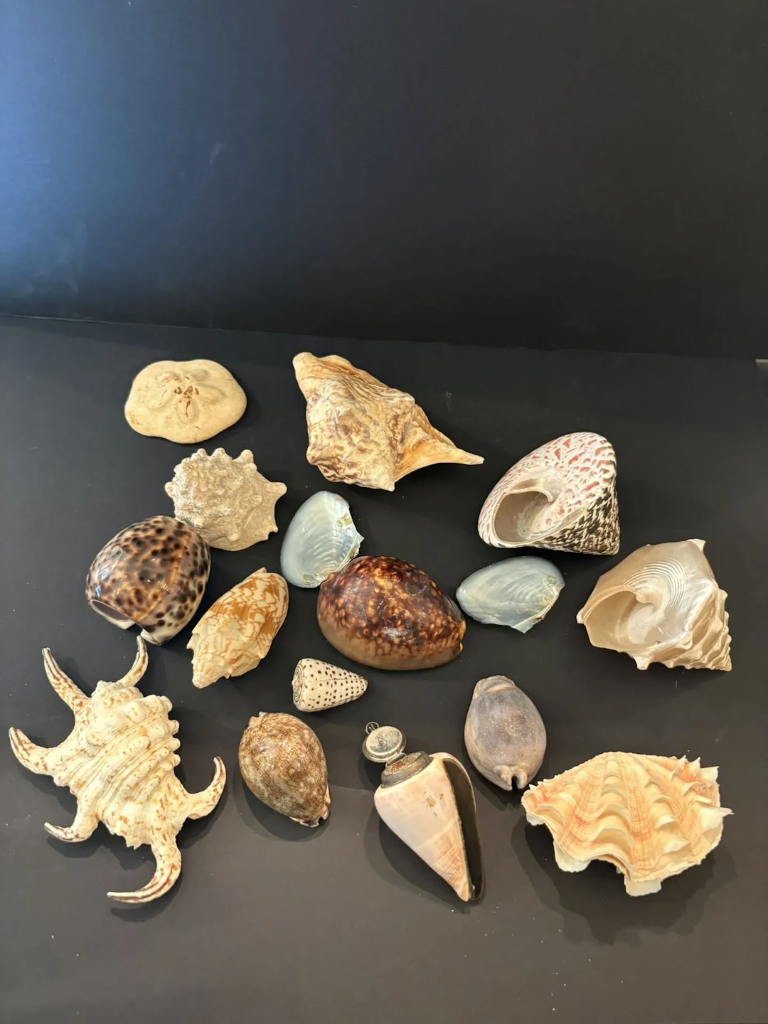 CONCHYLIOLOGIE : collection de coquillages - Lot 344