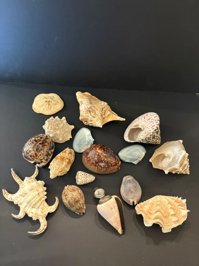 CONCHYLIOLOGIE : collection de coquillages - Lot 344
