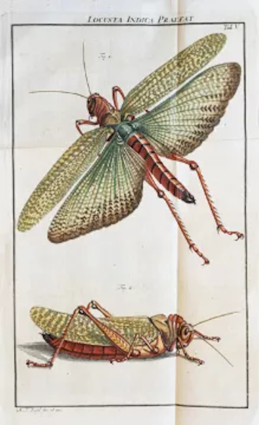 Rosenhof - Insecten-Belustigung, 6