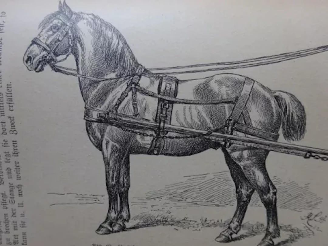 Schoenbeck - Reiten und Fahren