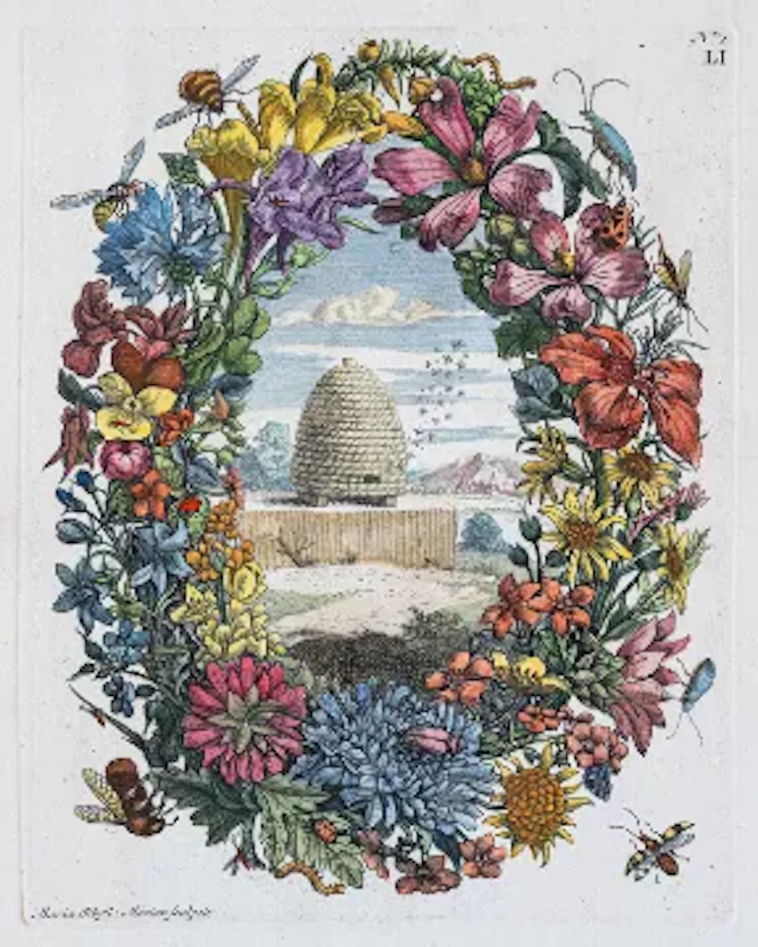 Merian - Surinaam & Insecten