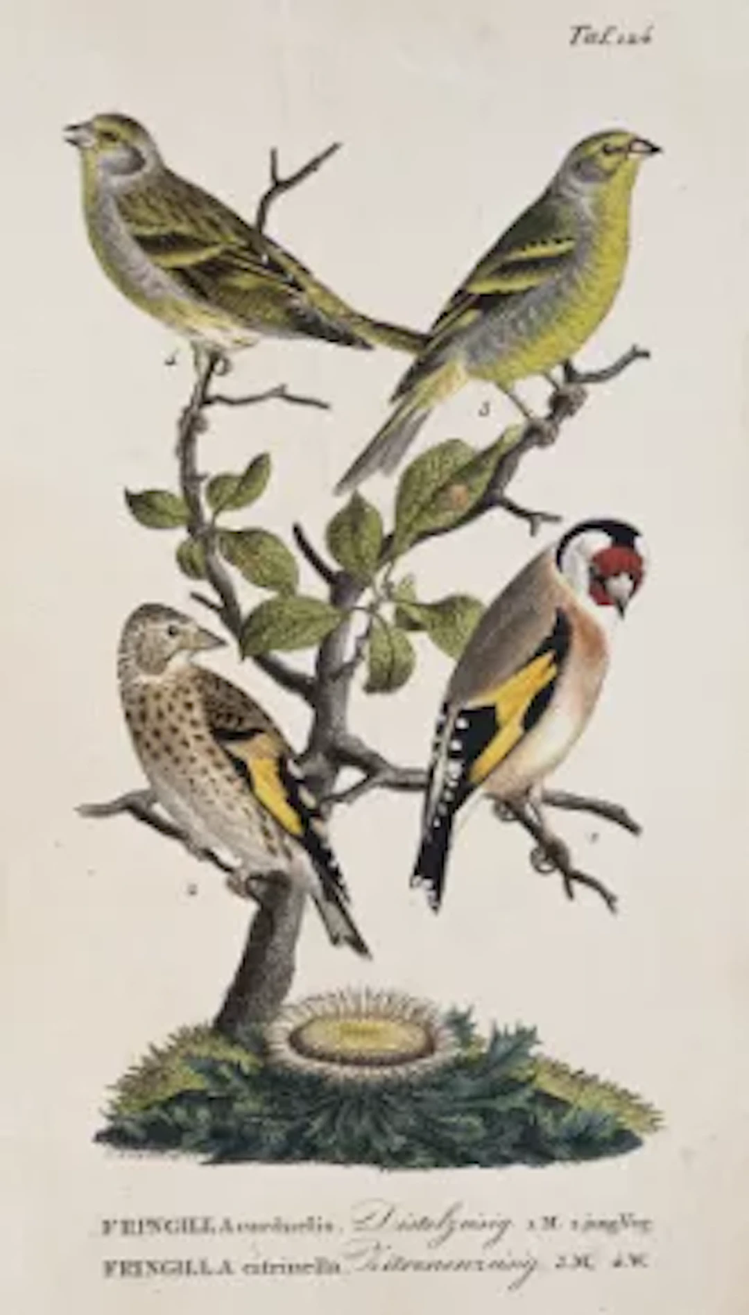 Naumann - Vögel Deutschlands, 2 Bde.