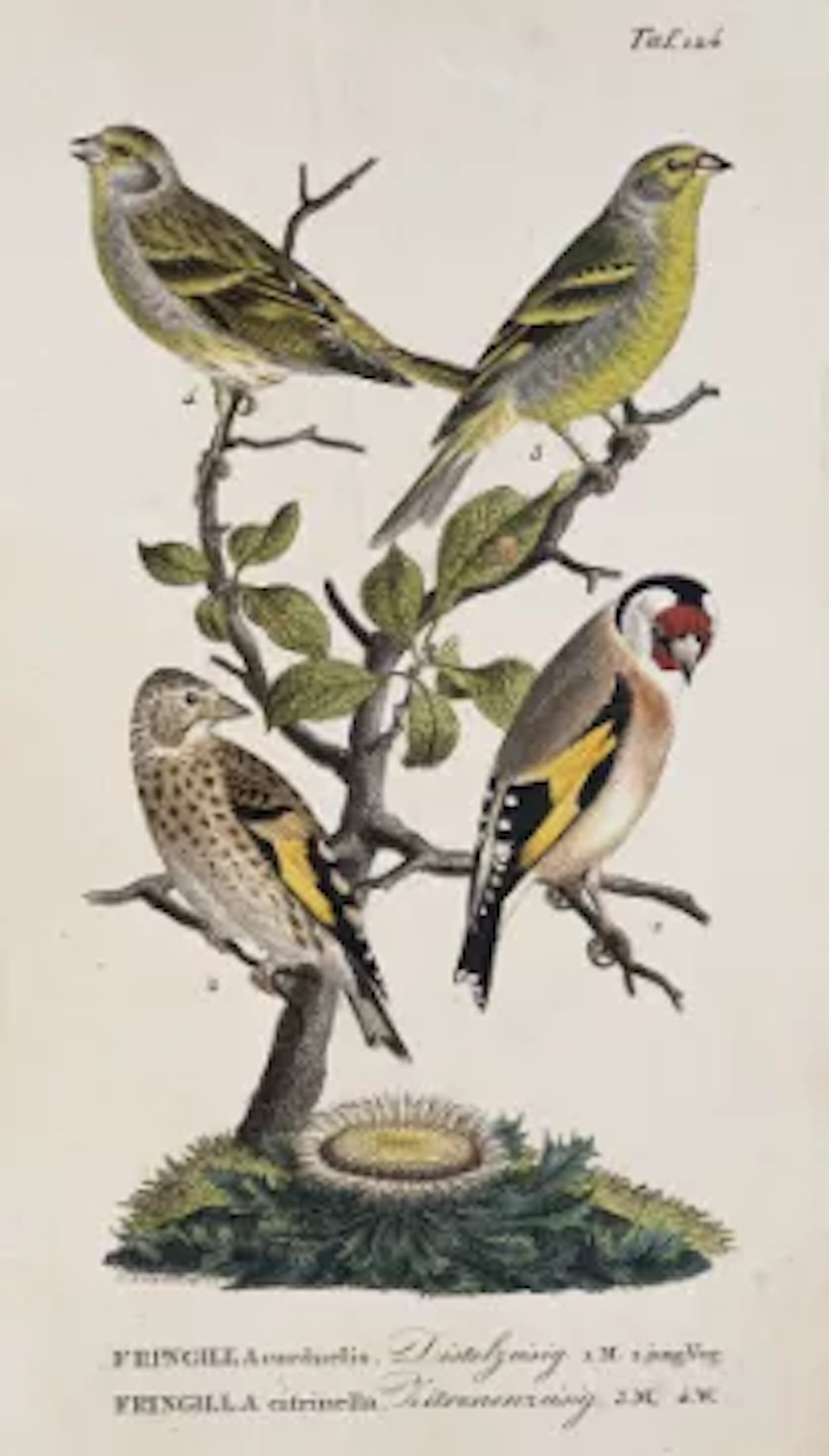 Naumann - Vögel Deutschlands, 2 Bde.