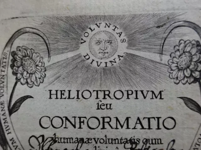 Drexel - Heliotropium
