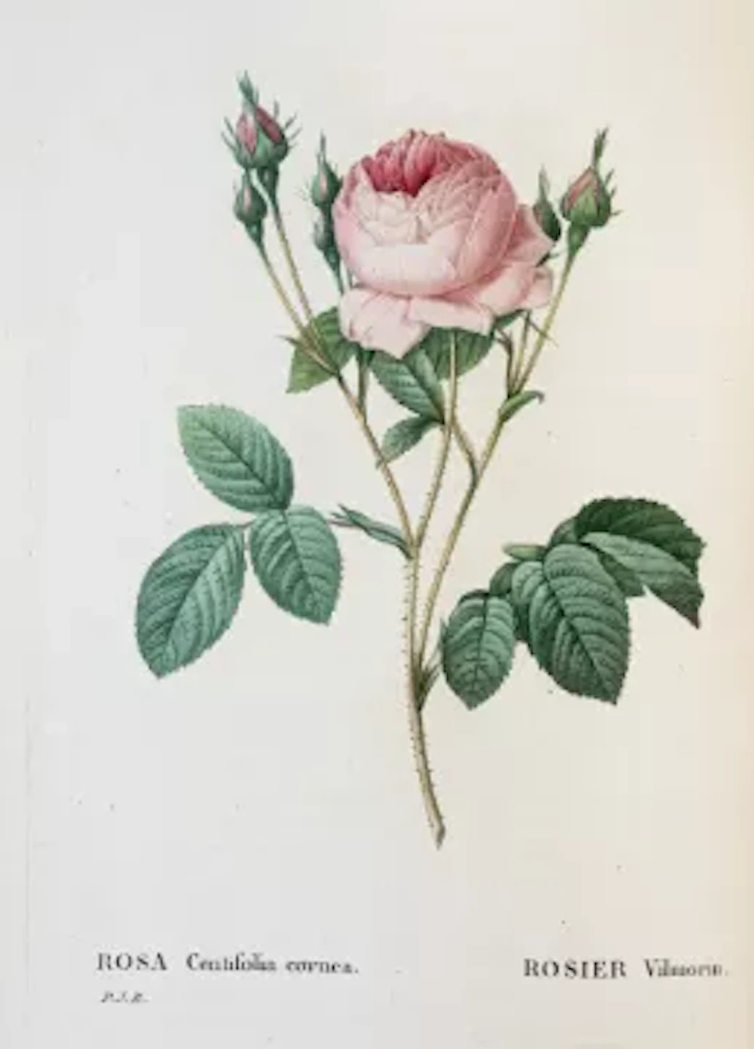 Redouté - Les Roses, 2 Bände