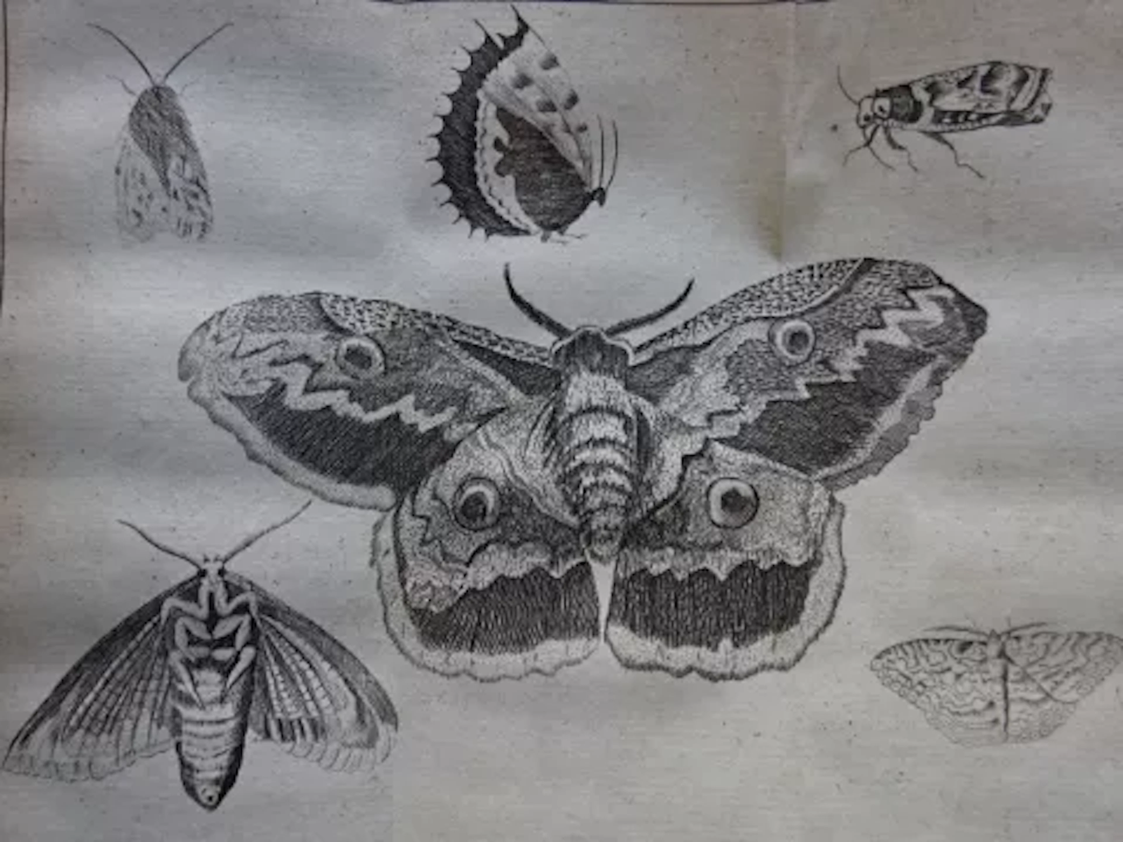 Pluche - Spectacle de la nature, 11