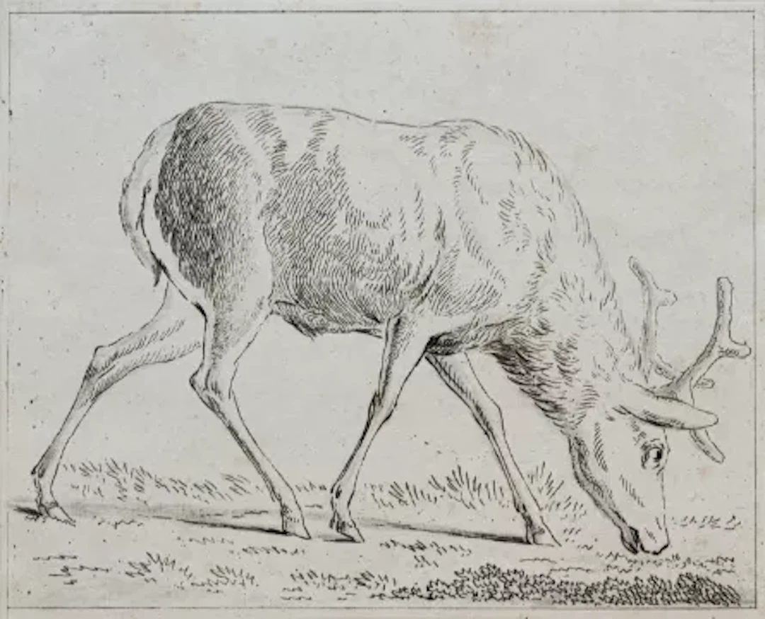 Tischbein - 20 Radierungen Reh